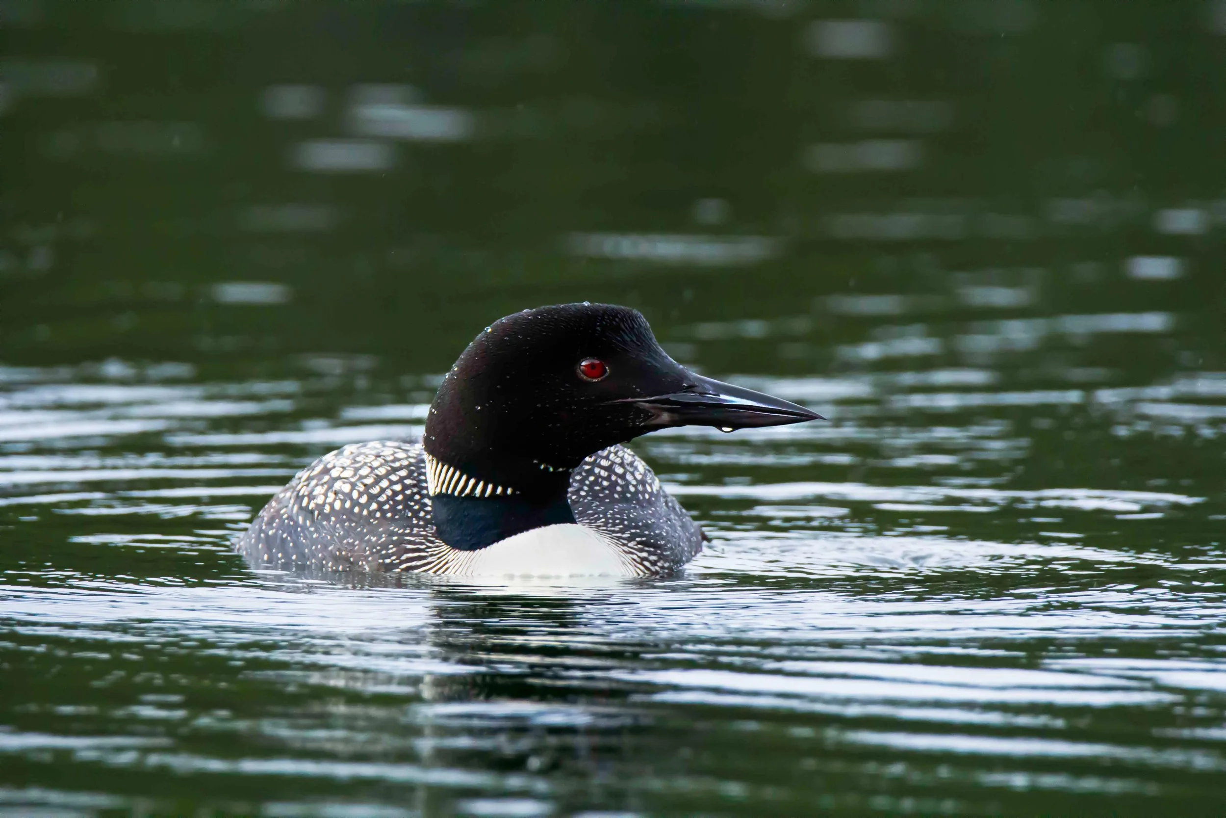 Loon_eye.jpg