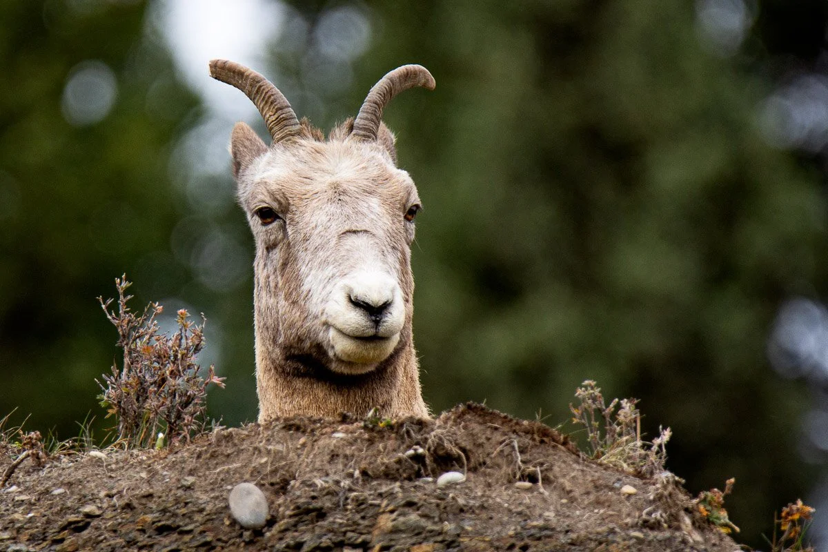 Ewe.jpg