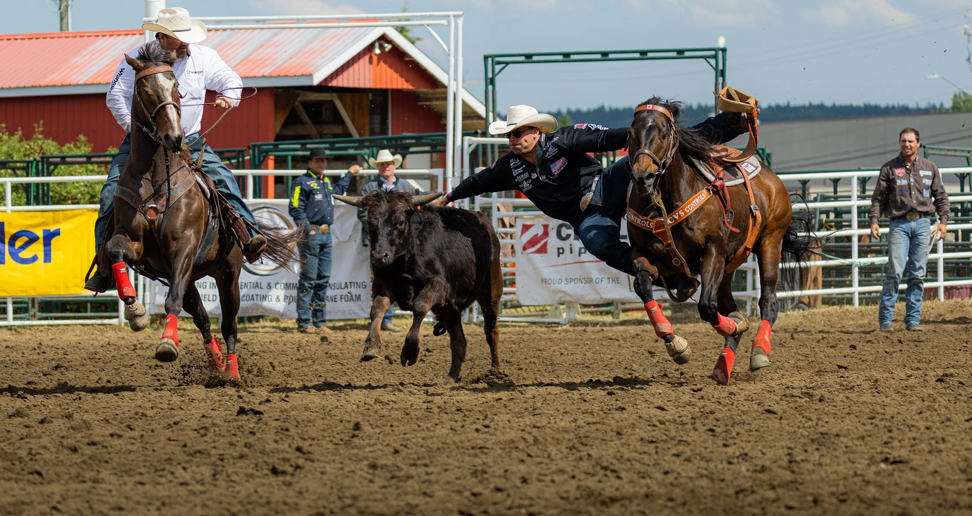 Sundre Rodeo_Bulldogging 2.jpg