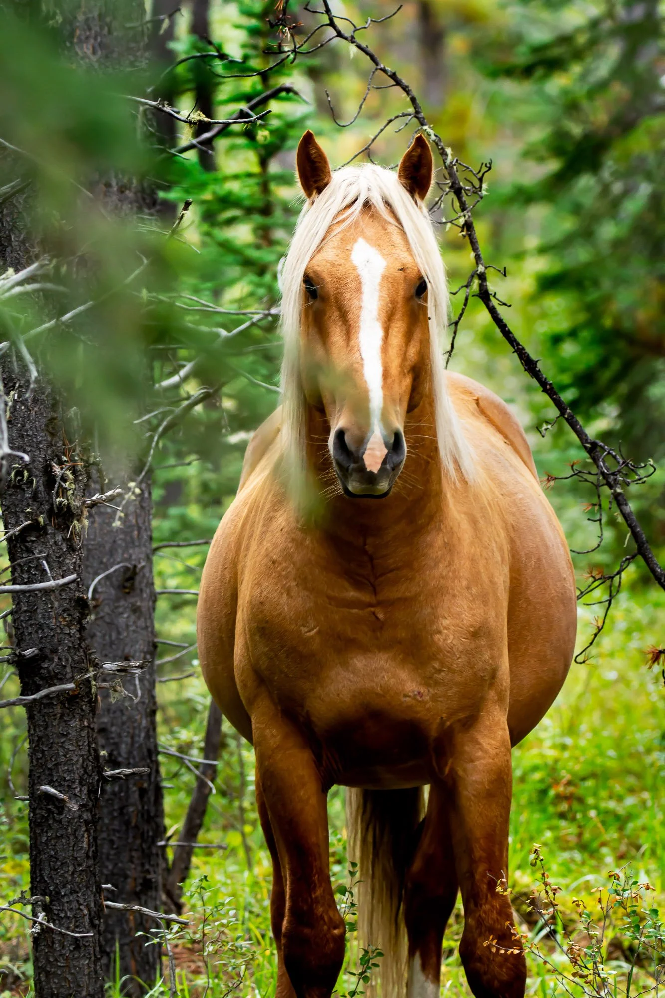 Wild_Horse_Legolas.jpg