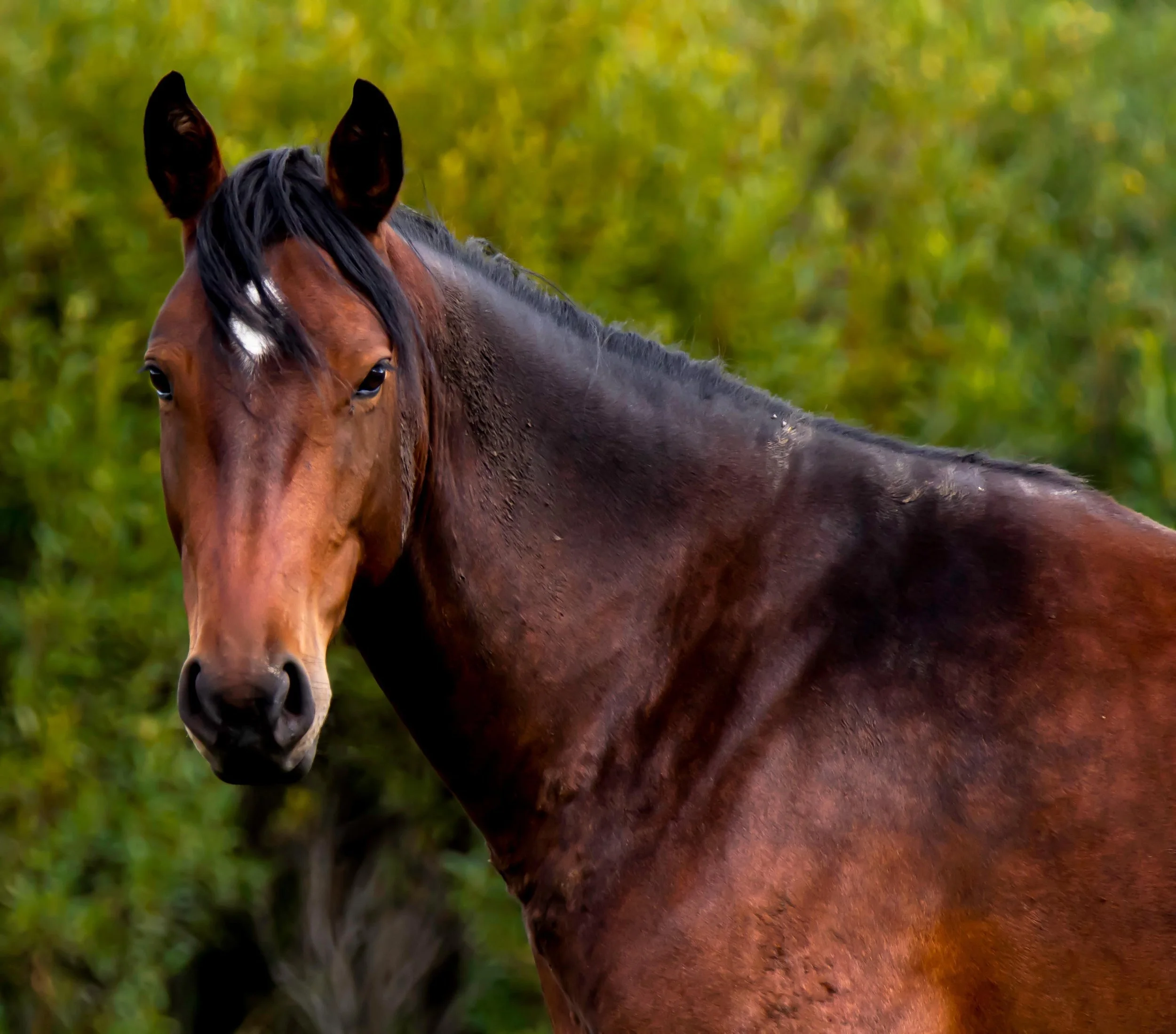 Wild Horses