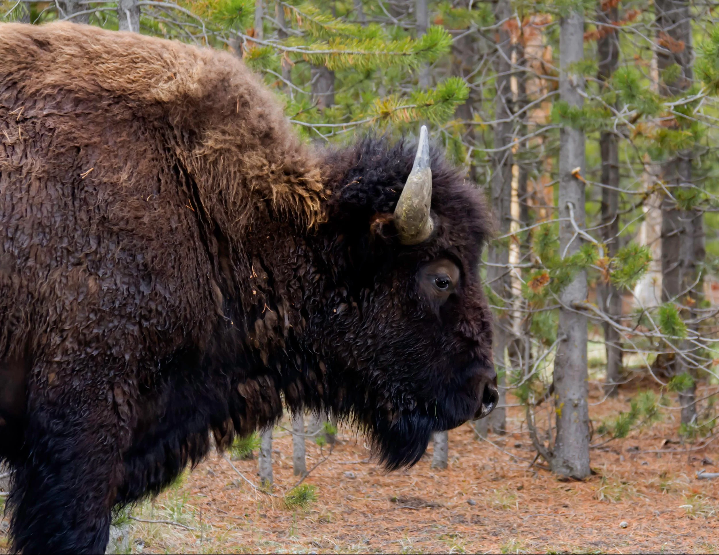 Yellowstone