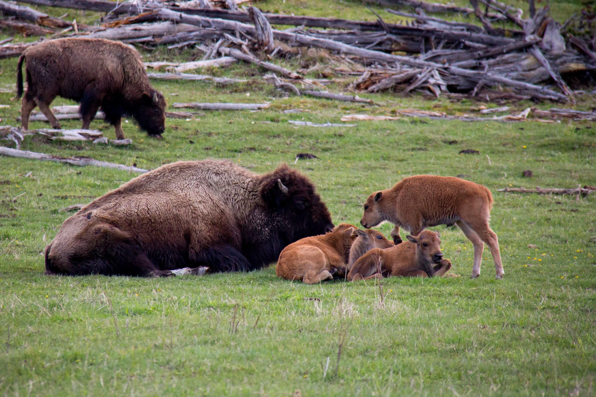 Bison cow with calves.jpg