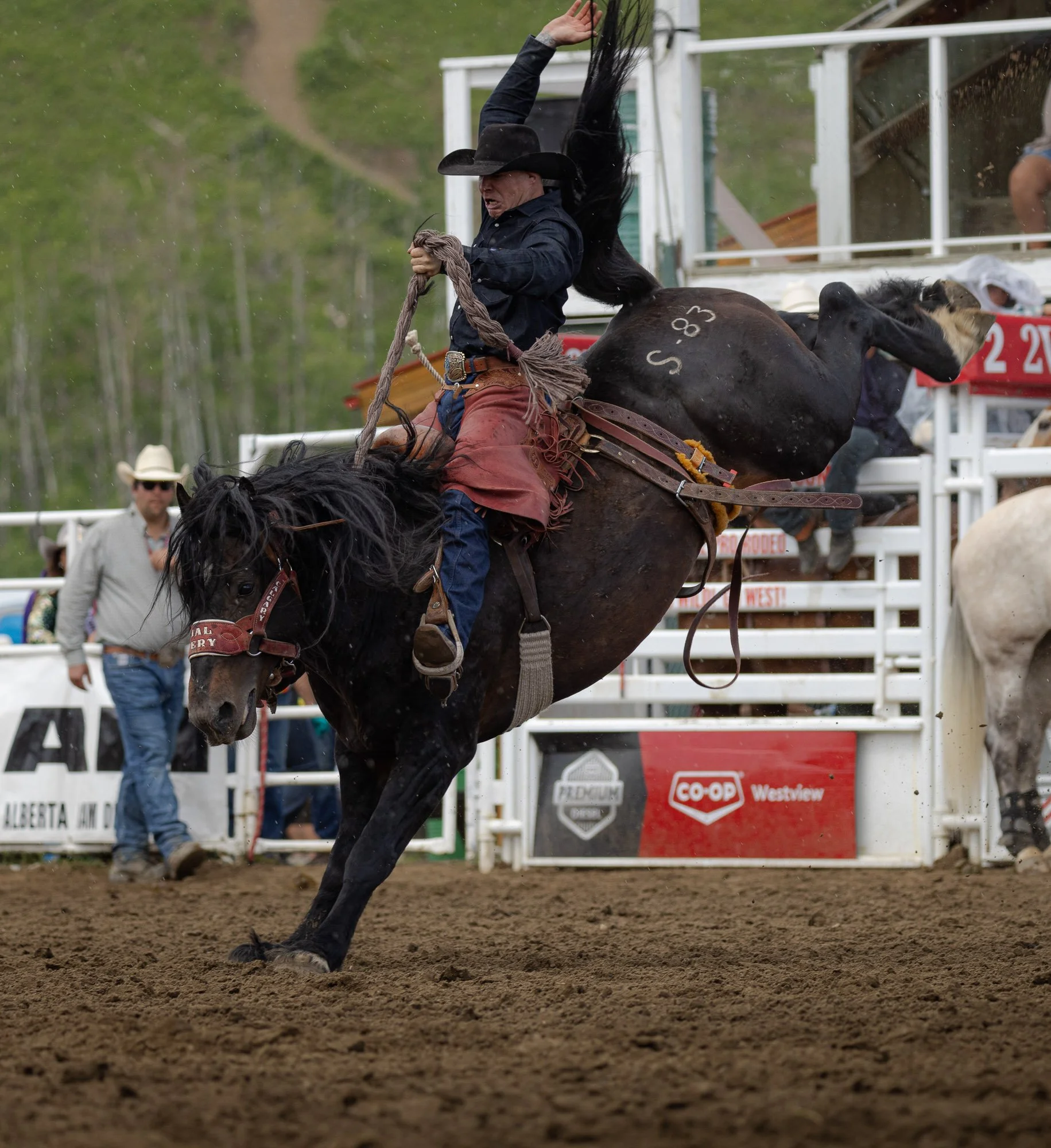Sundry Pro Rodeo_Bronc 4.jpg