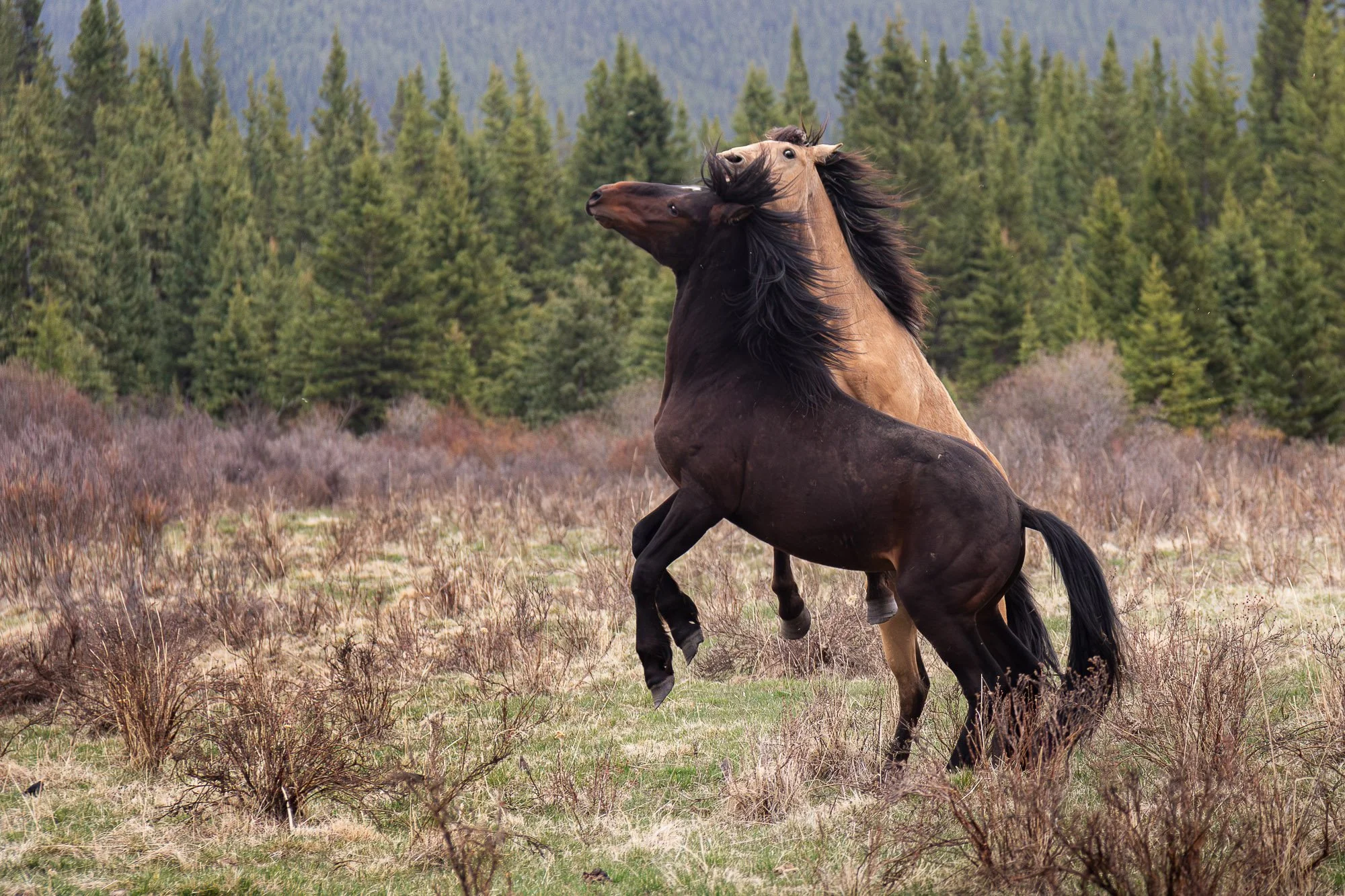 Wild_Horse_Fighting.jpg