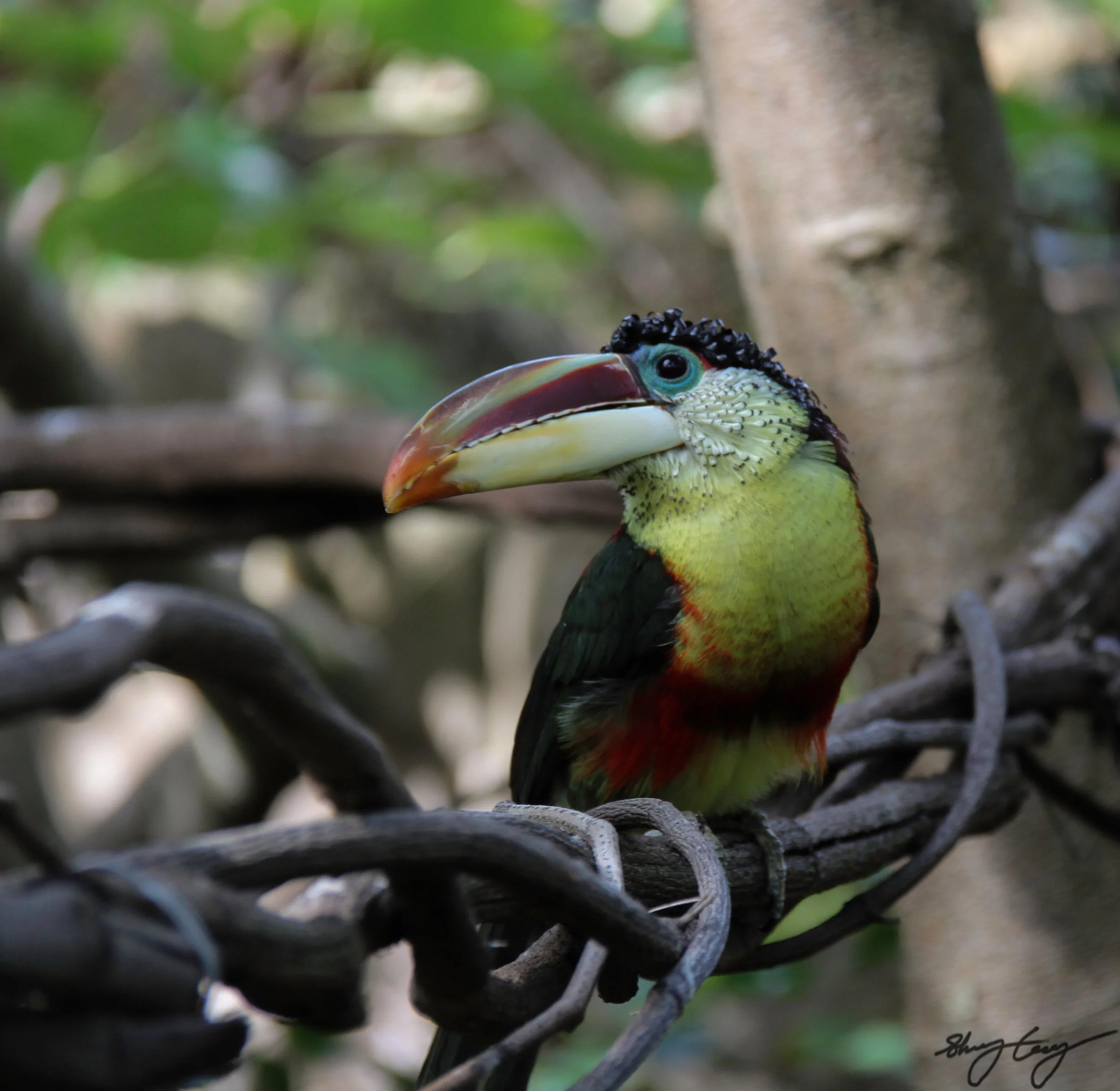 Toucan.jpg
