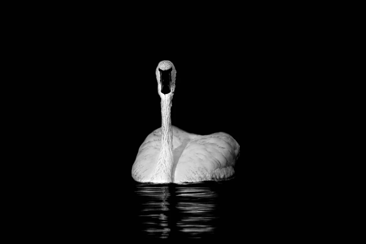 Trumpeter_Swan_FB.jpg