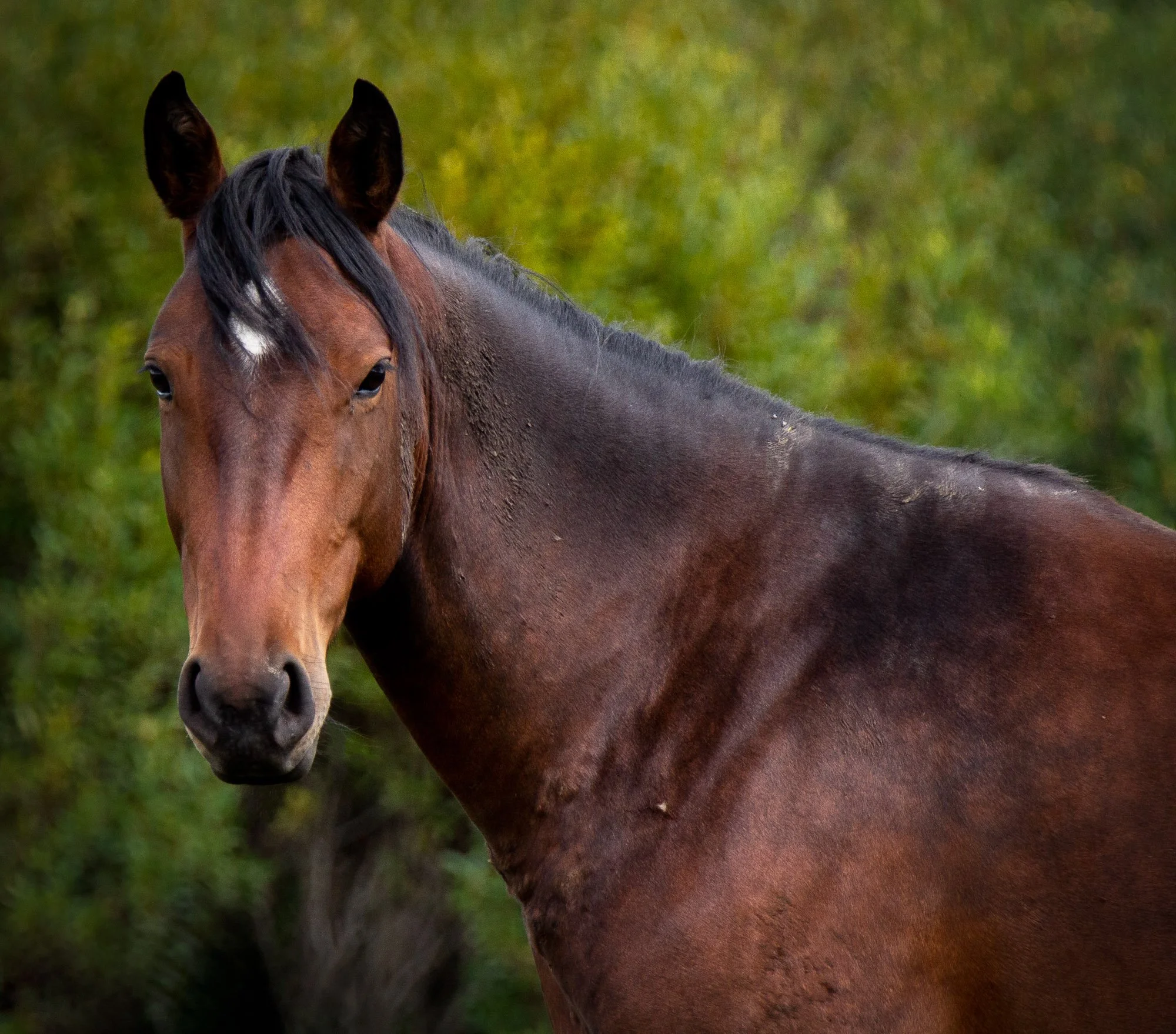 Wild Horse Portrait.jpg