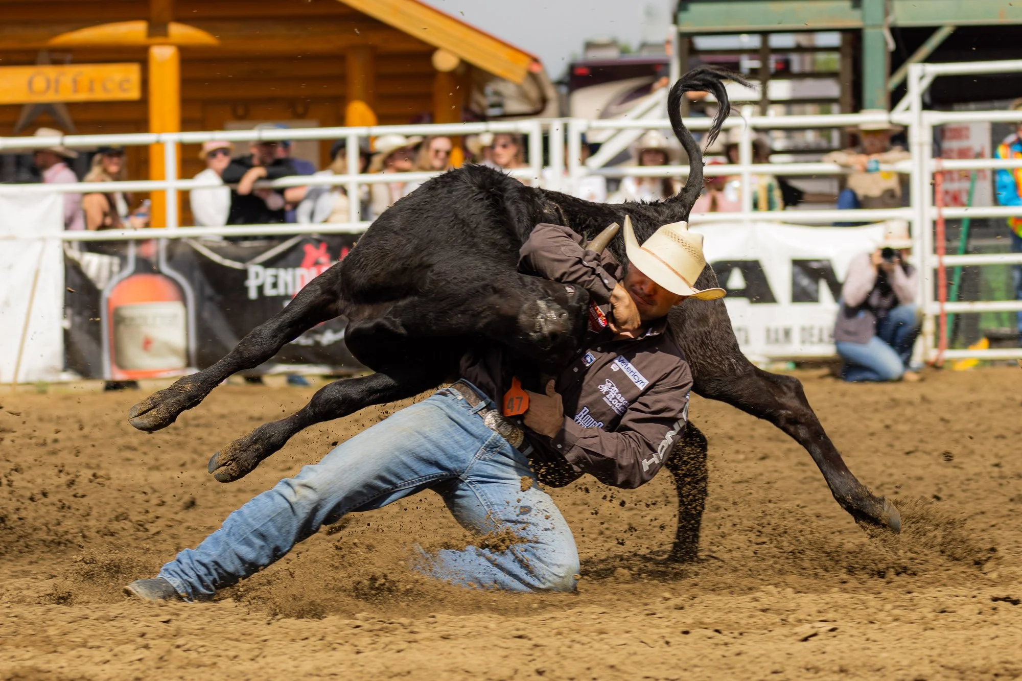 Rodeo_professional_BullDogging_Sundre_3.jpg