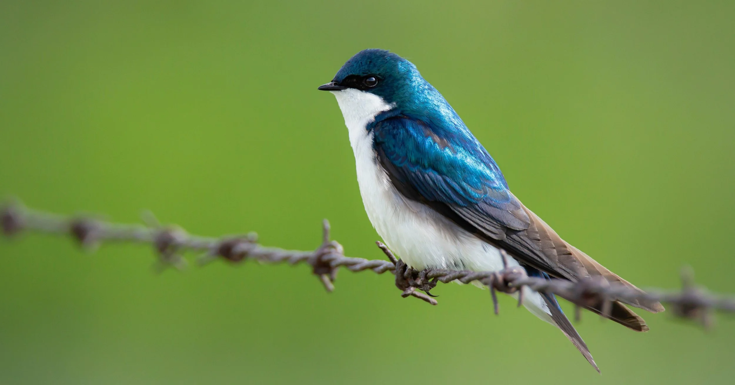 Bird and barbwire.jpg