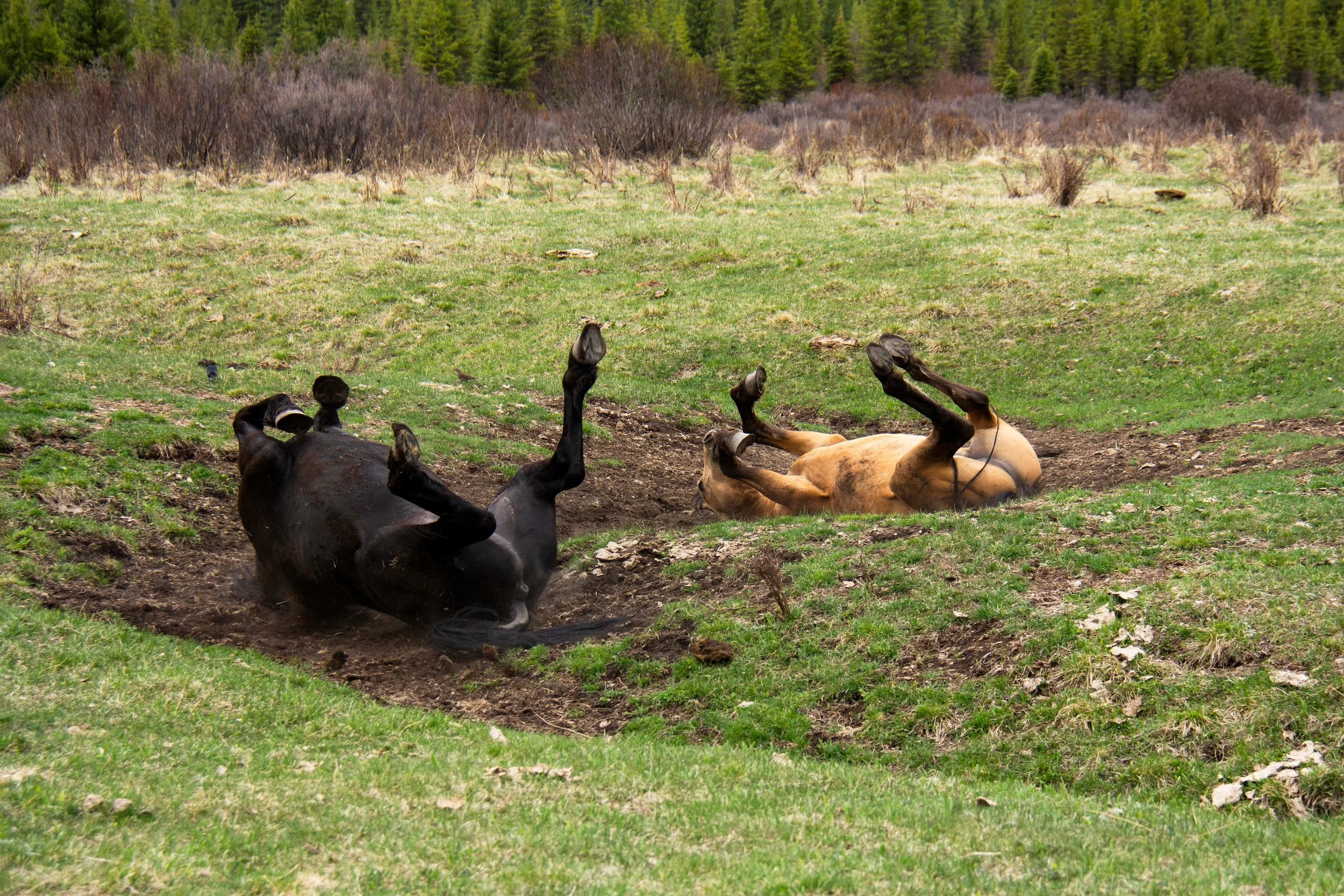 dust_bath.jpg