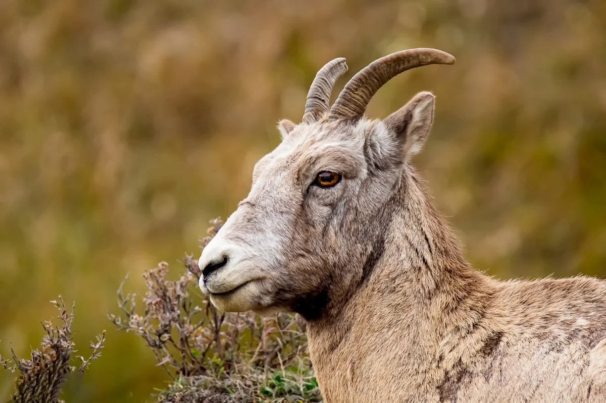 Ewe_portrait.jpg