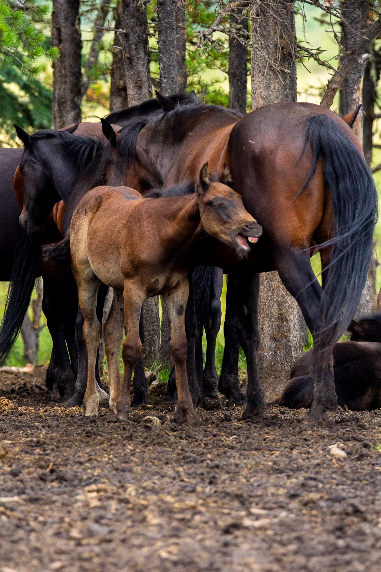 Foal_laughing.jpg