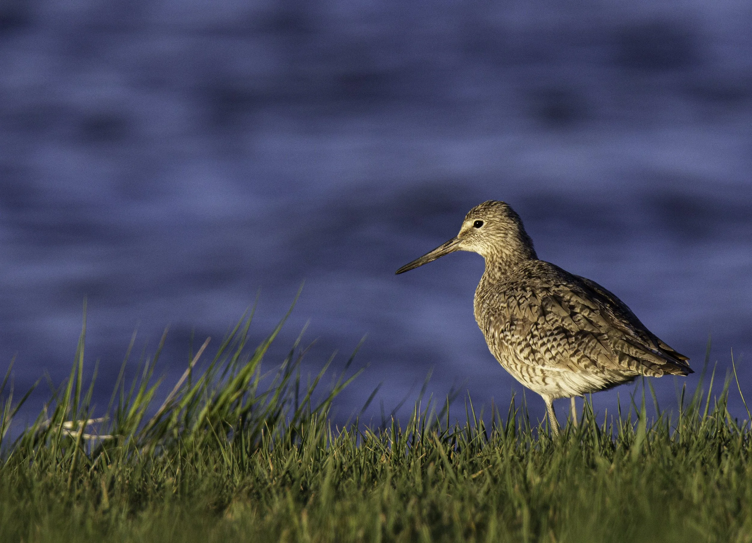 willet.jpg