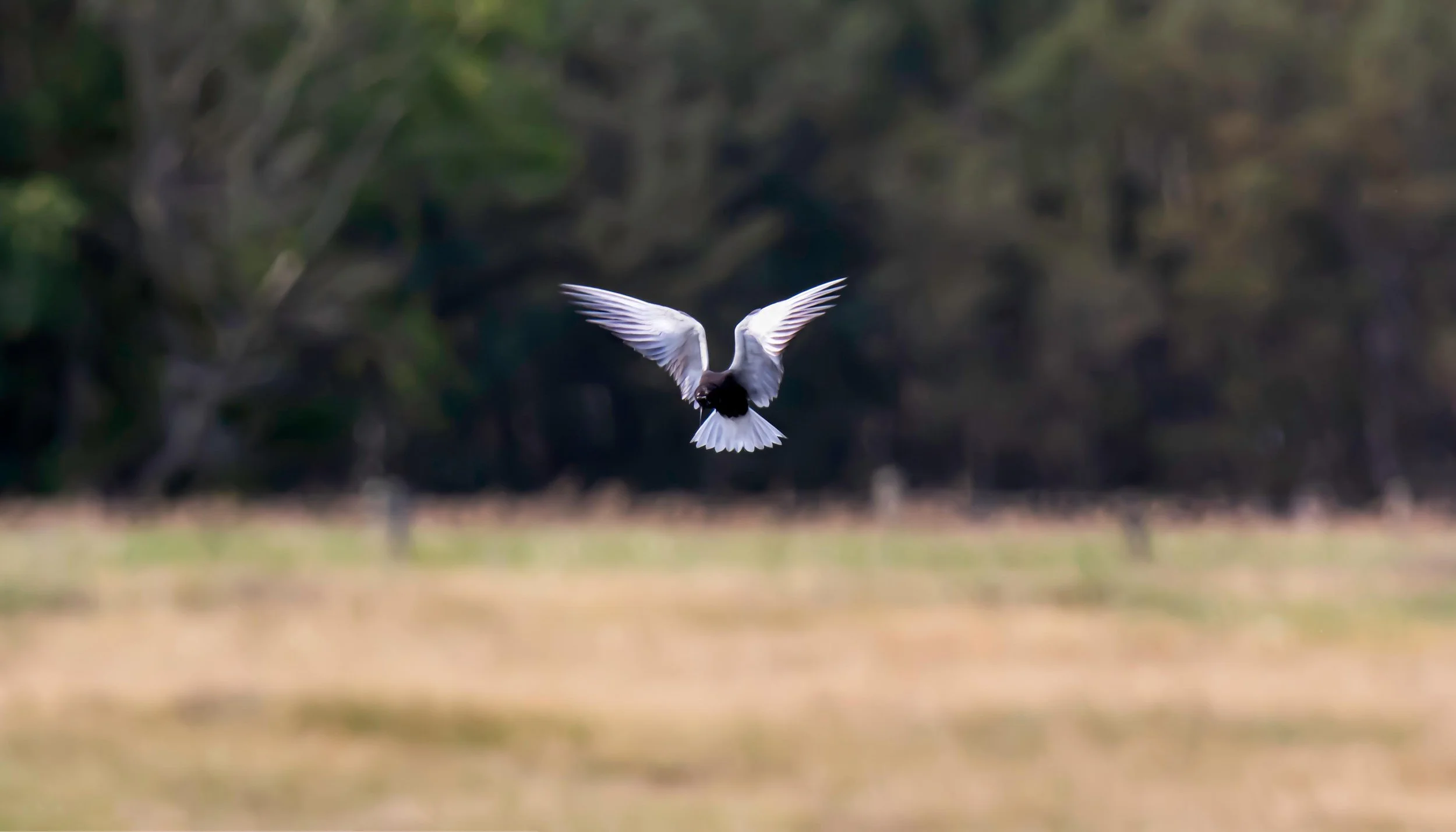 Tern.jpg
