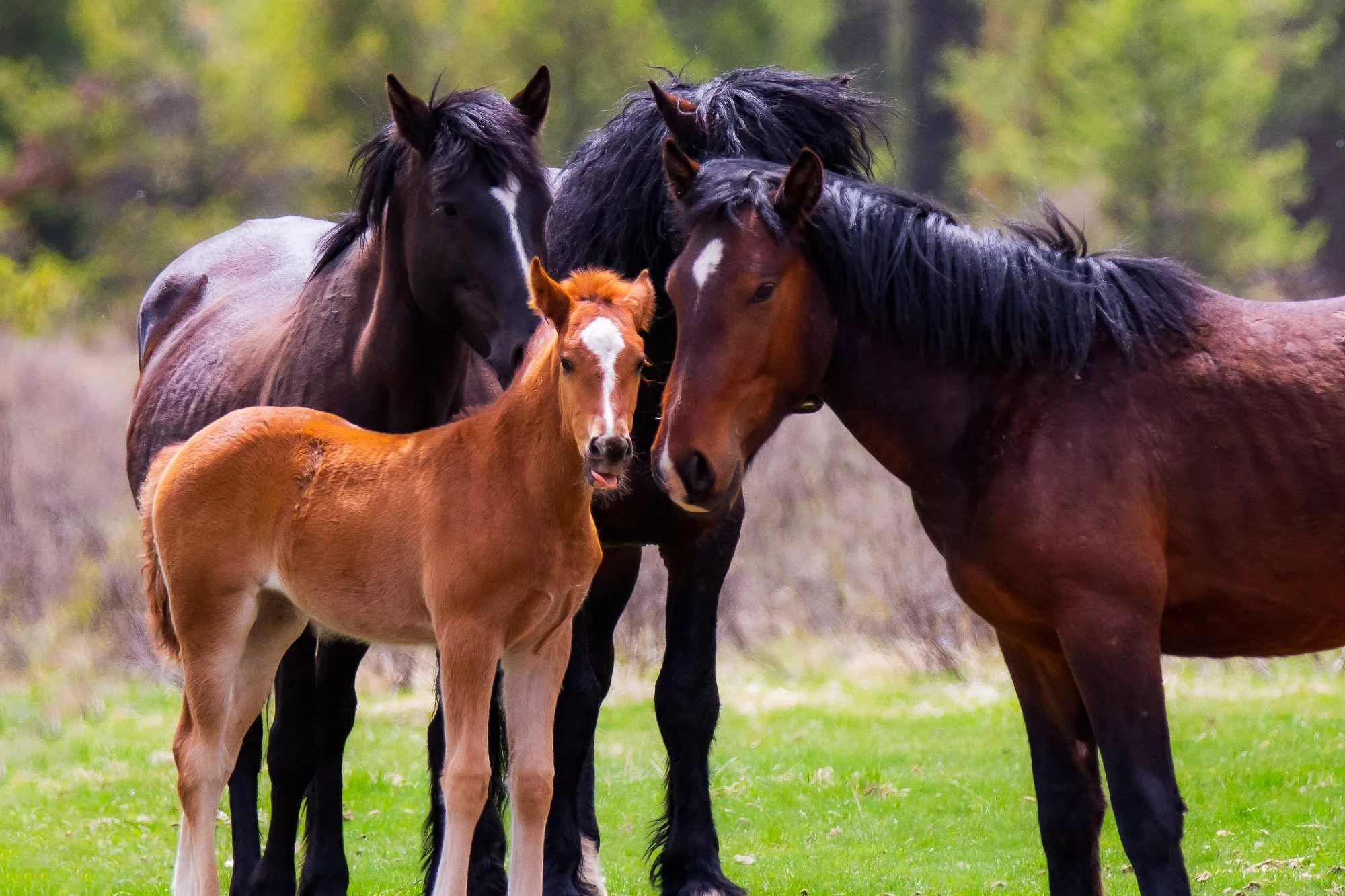 Wild_Horses_Foal_Mares.jpg