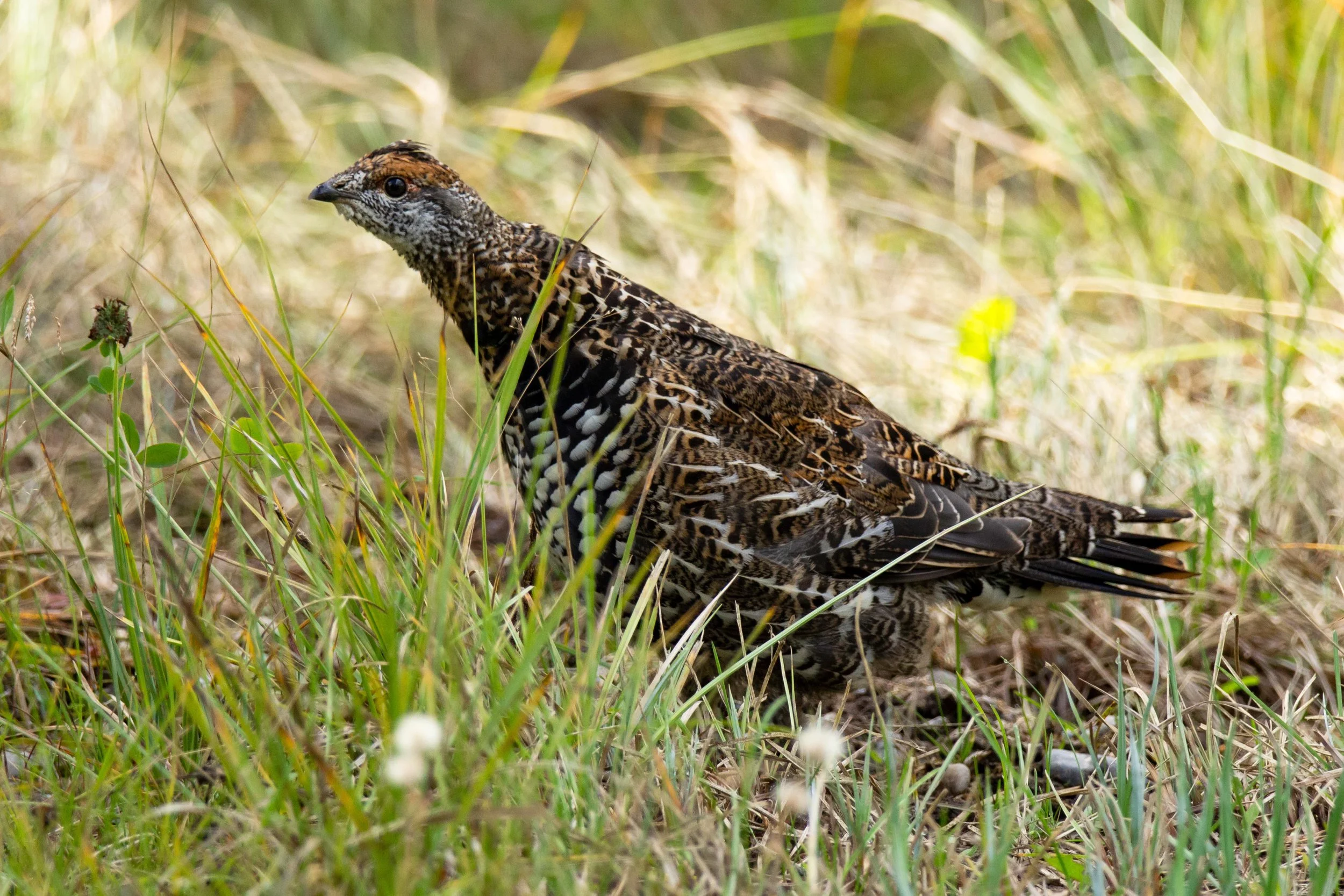 grouse on the run.jpg