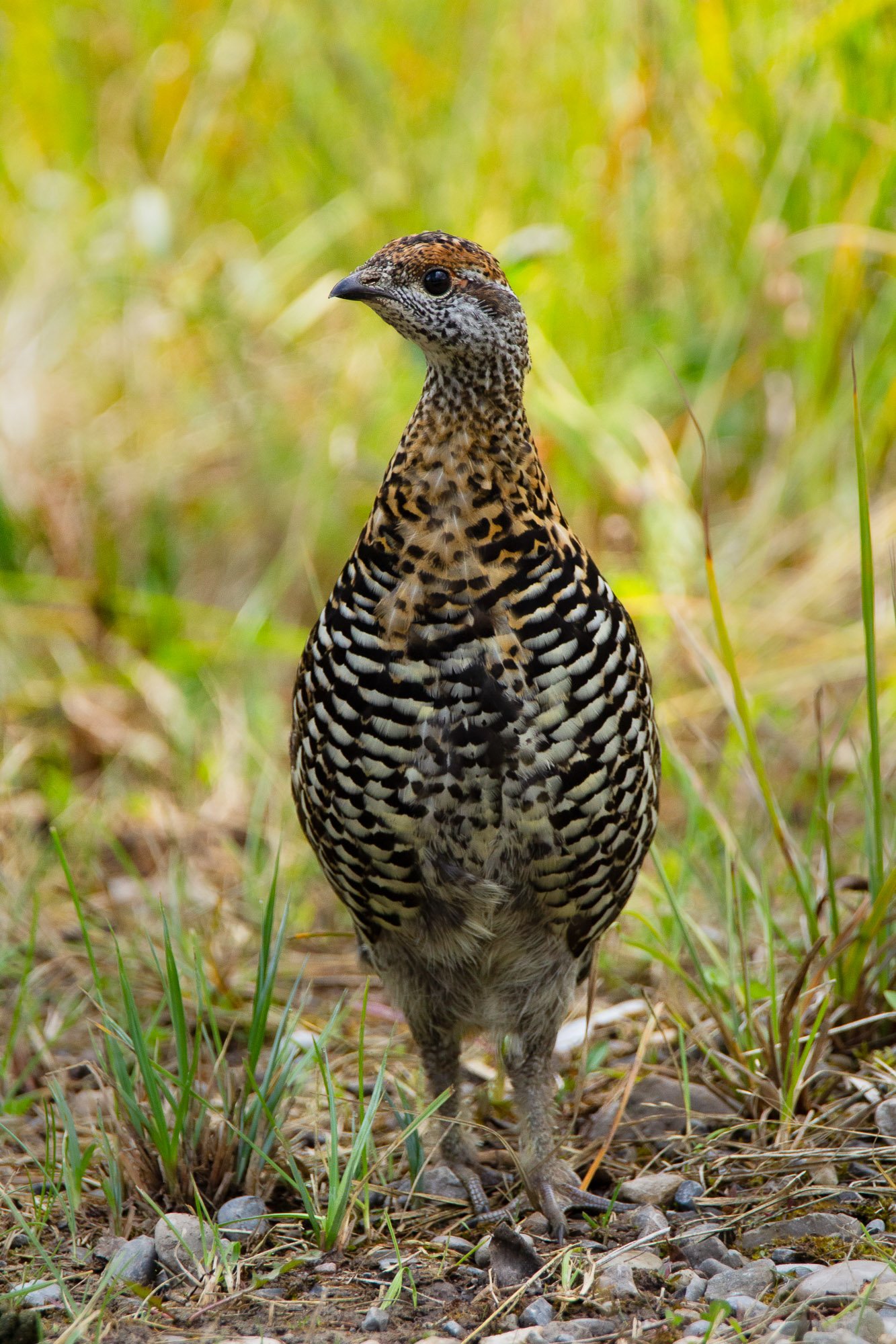 grouse.jpg
