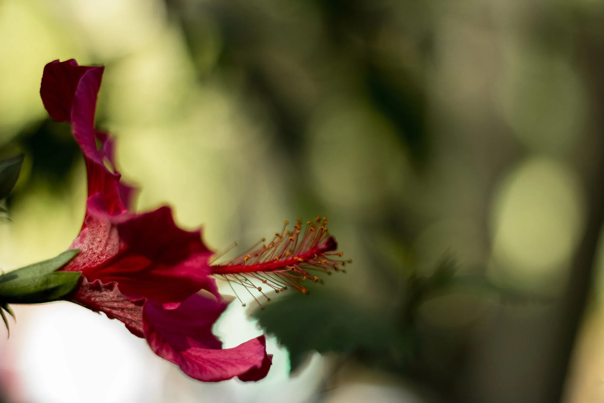 Side_flower.jpg