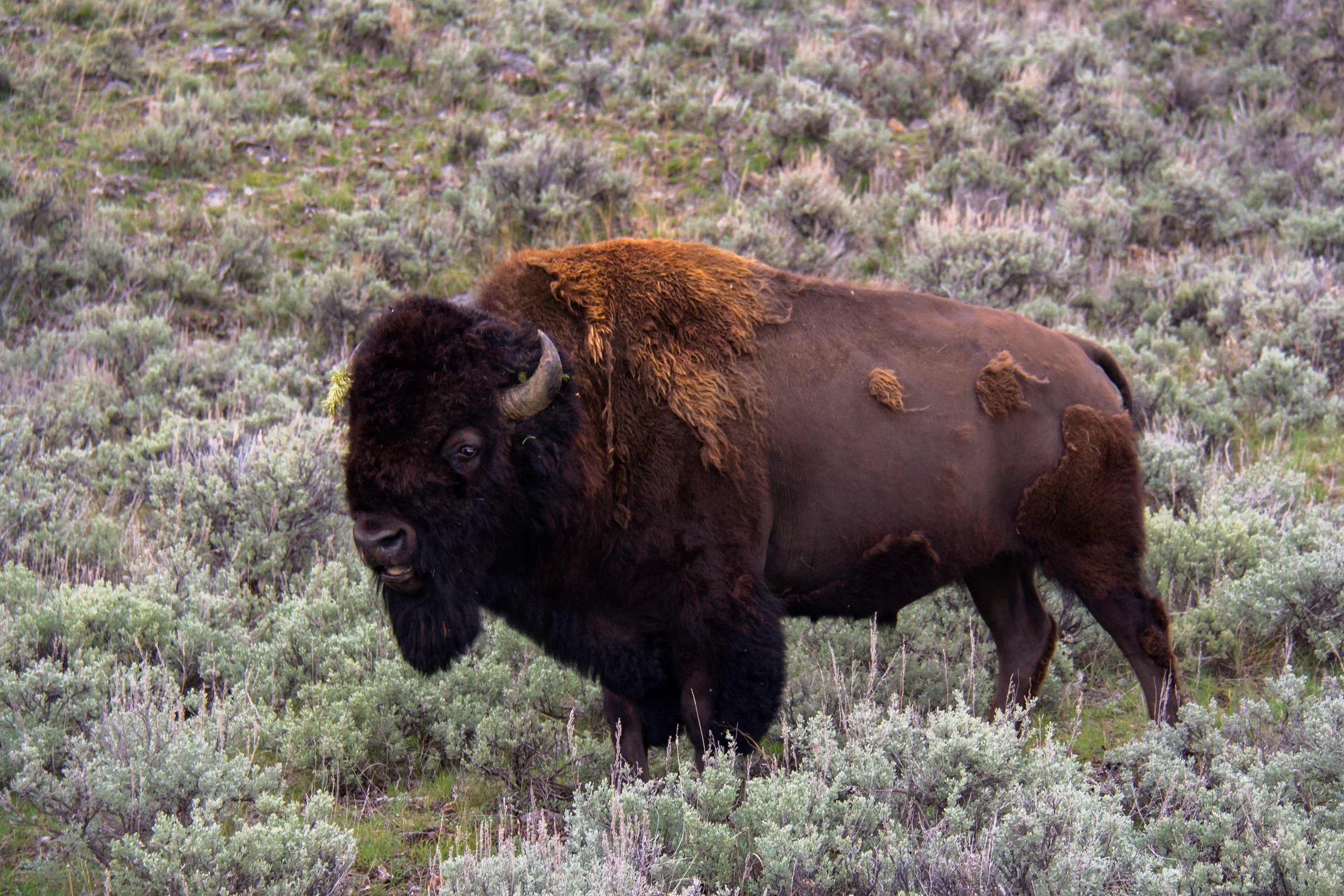 Bison Bull.jpg