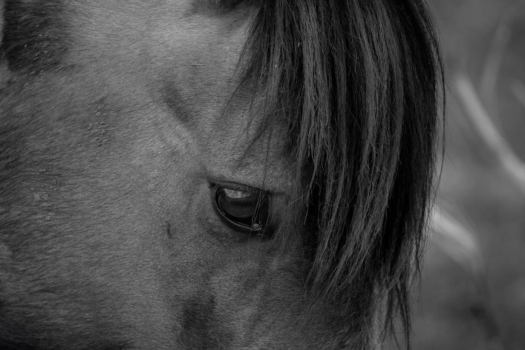 Wild_Horse_Portait_Close_Up_BW.jpg