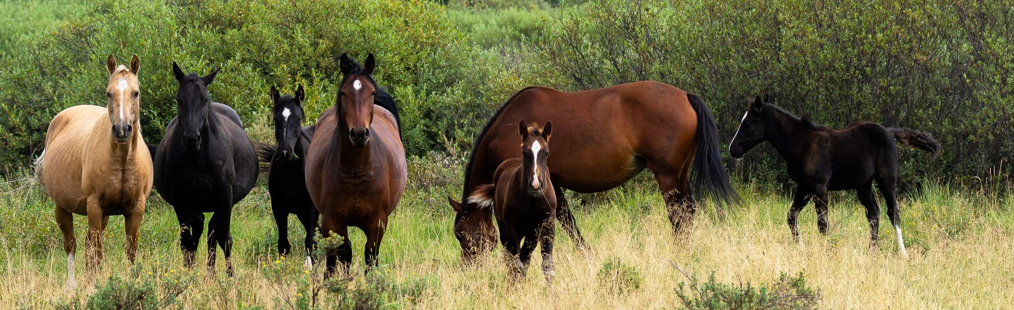 Wild_Horse_Herd.jpg