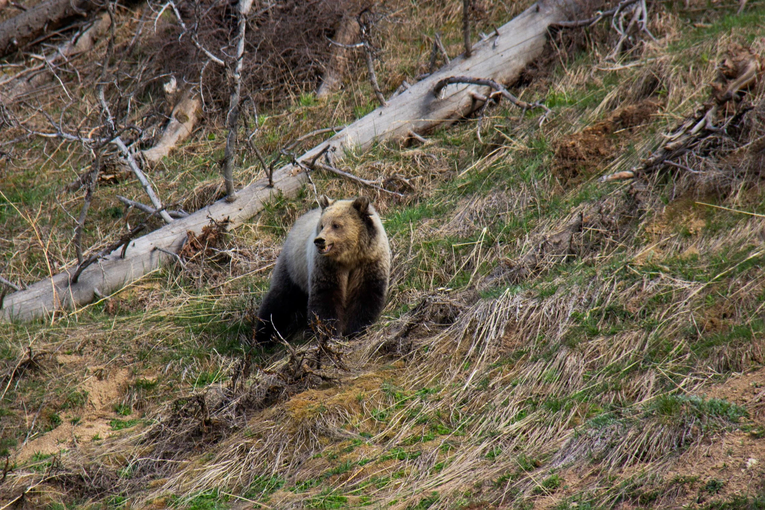 Grizzly sow.jpg