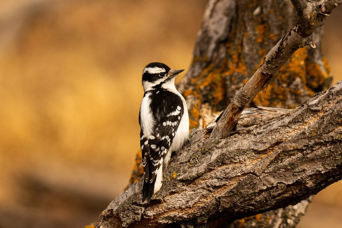 Female Downy wood pecker.jpg