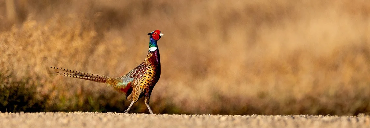 Pheasant.jpg
