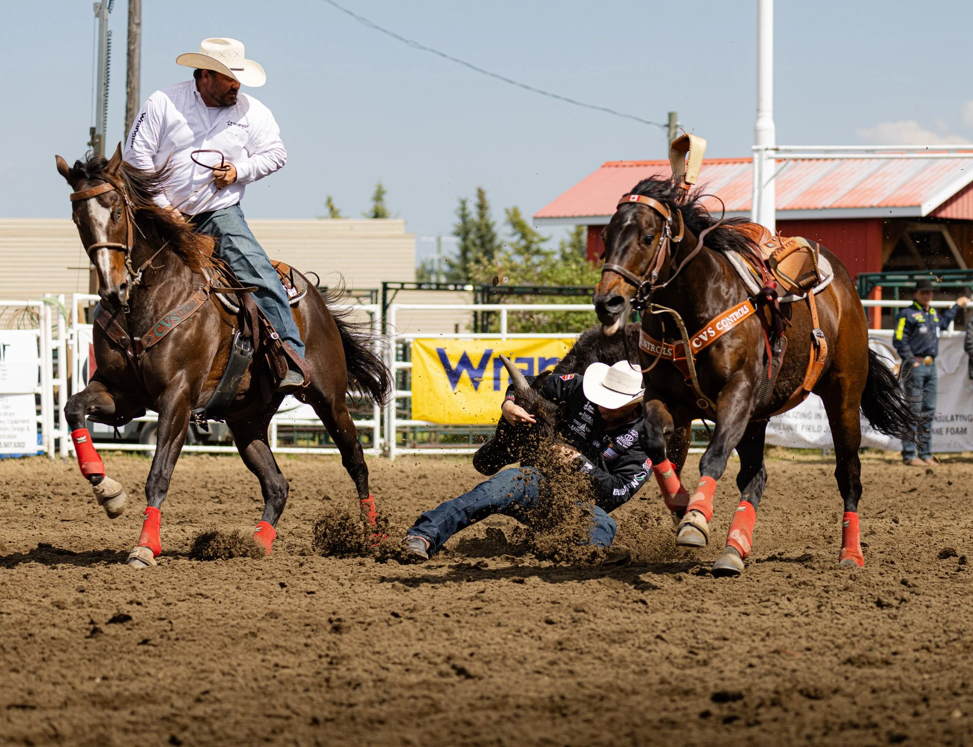 Sundre Rodeo_Bulldogging 3.jpg