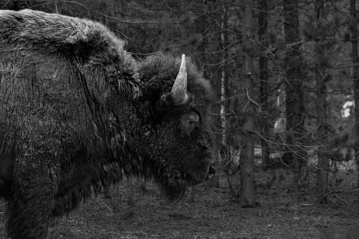 Bull Bison_BW.jpg