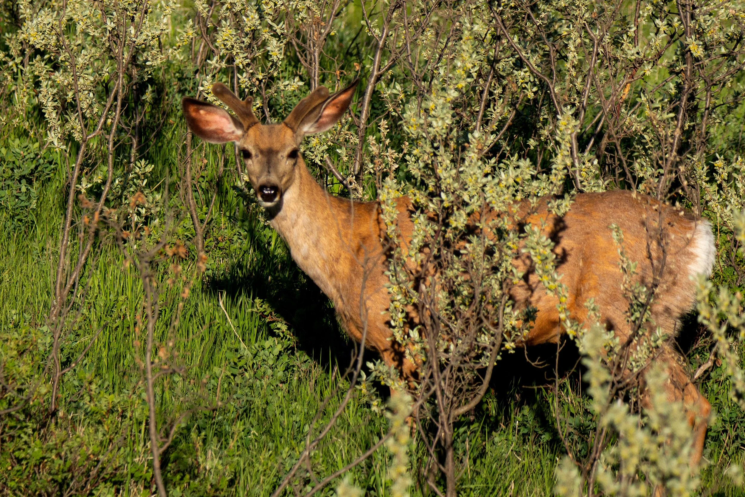 Velvet buck.jpg