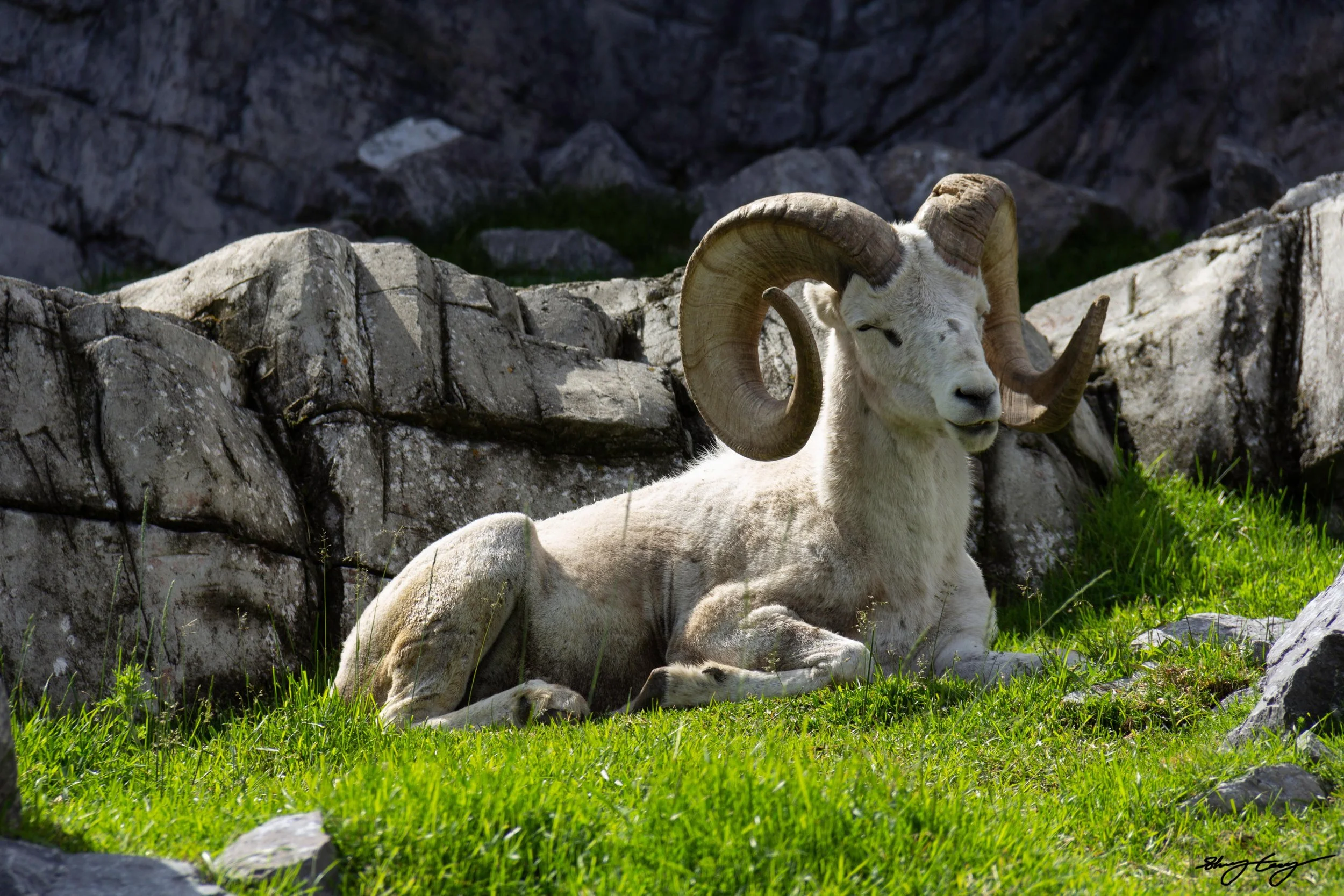 Zoo Big Horn Sheep.jpg
