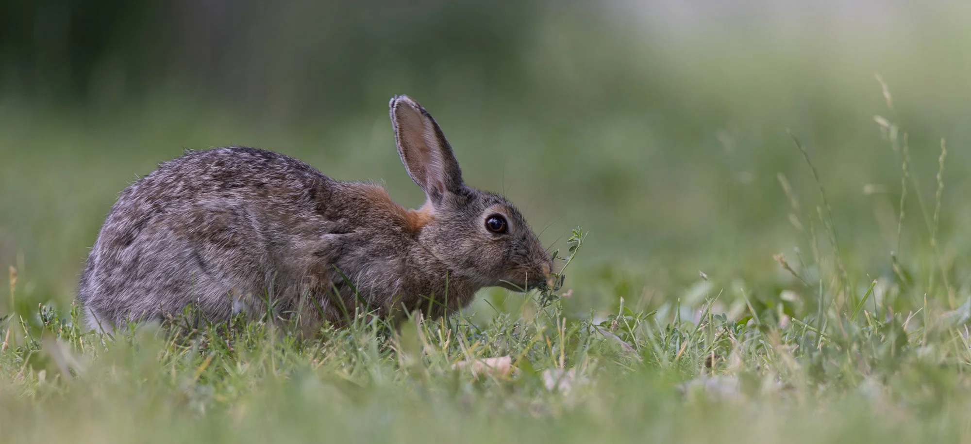Rabbit.jpg