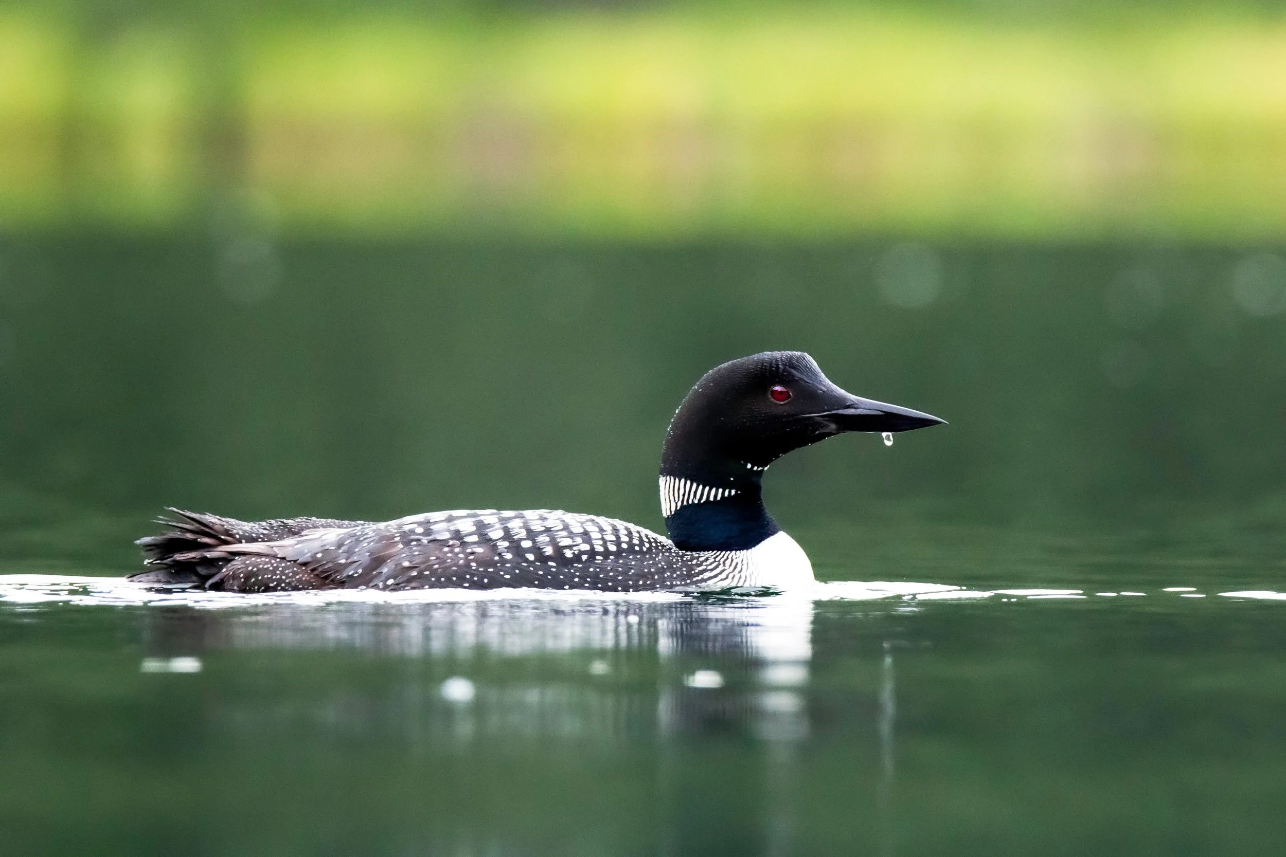 Loon.jpg