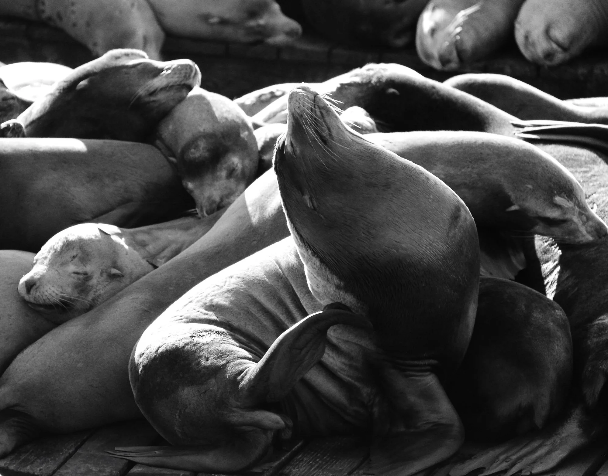 Seal Posing, I'm fabulous.jpg