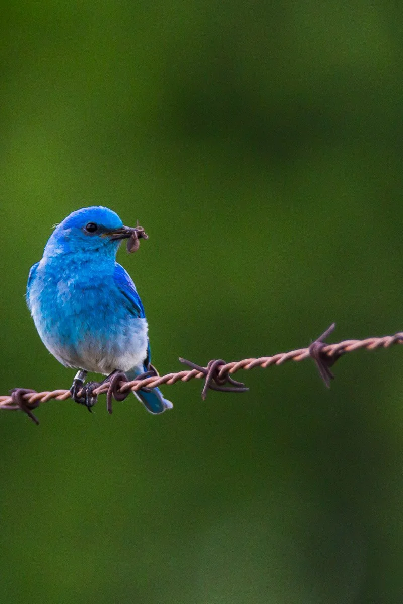 Mountain Blue Bird Barbwire.jpg
