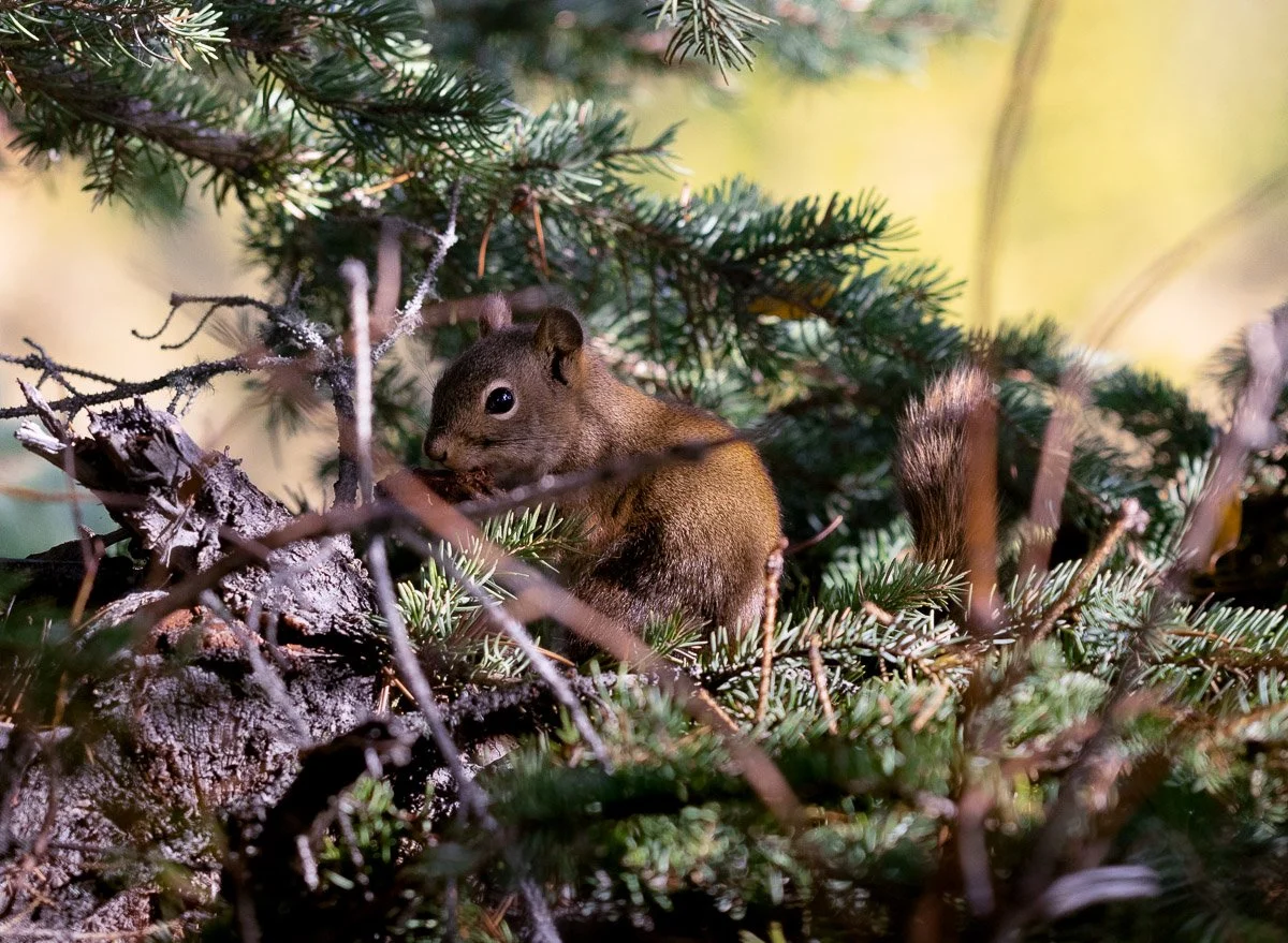 Squirrel_tree.jpg