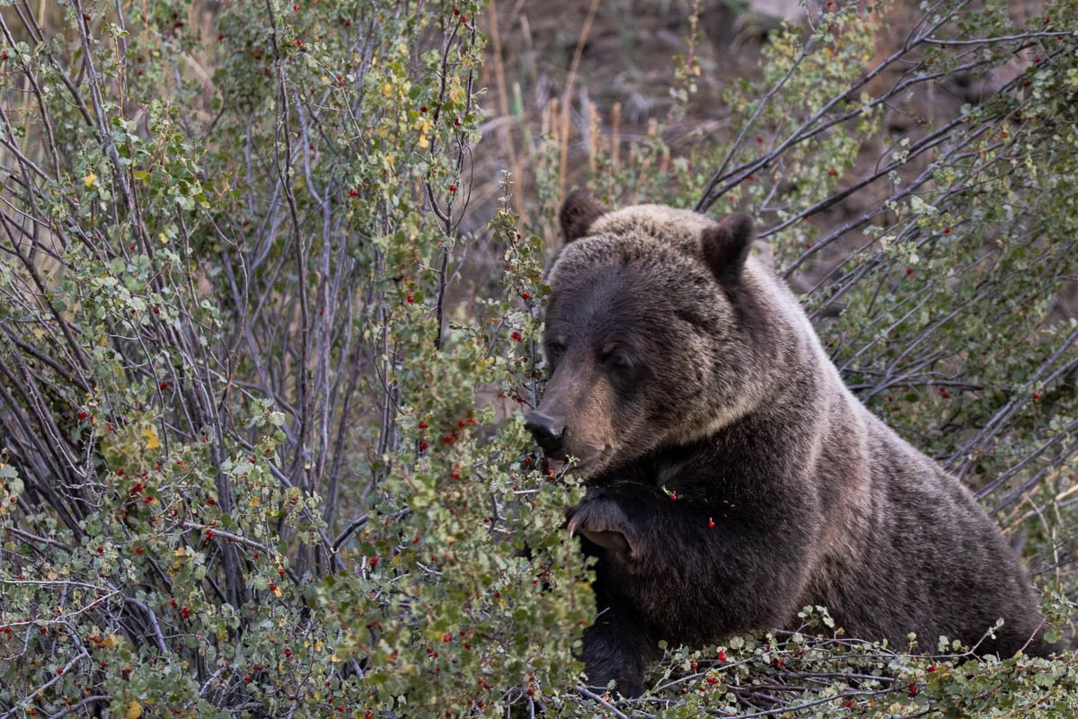 Grizzly eating bearies_FB.jpg