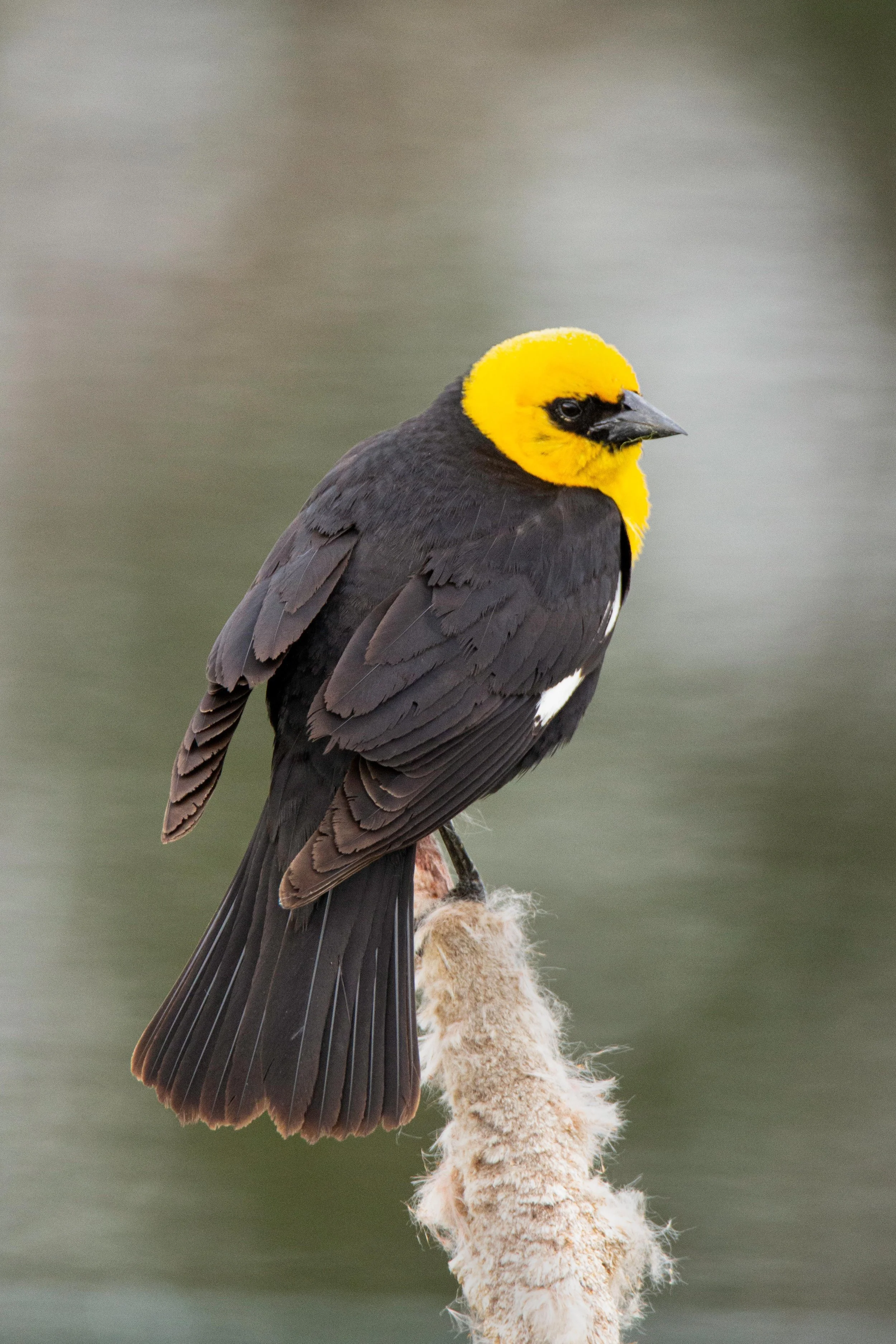 yellow headed balckbird.jpg