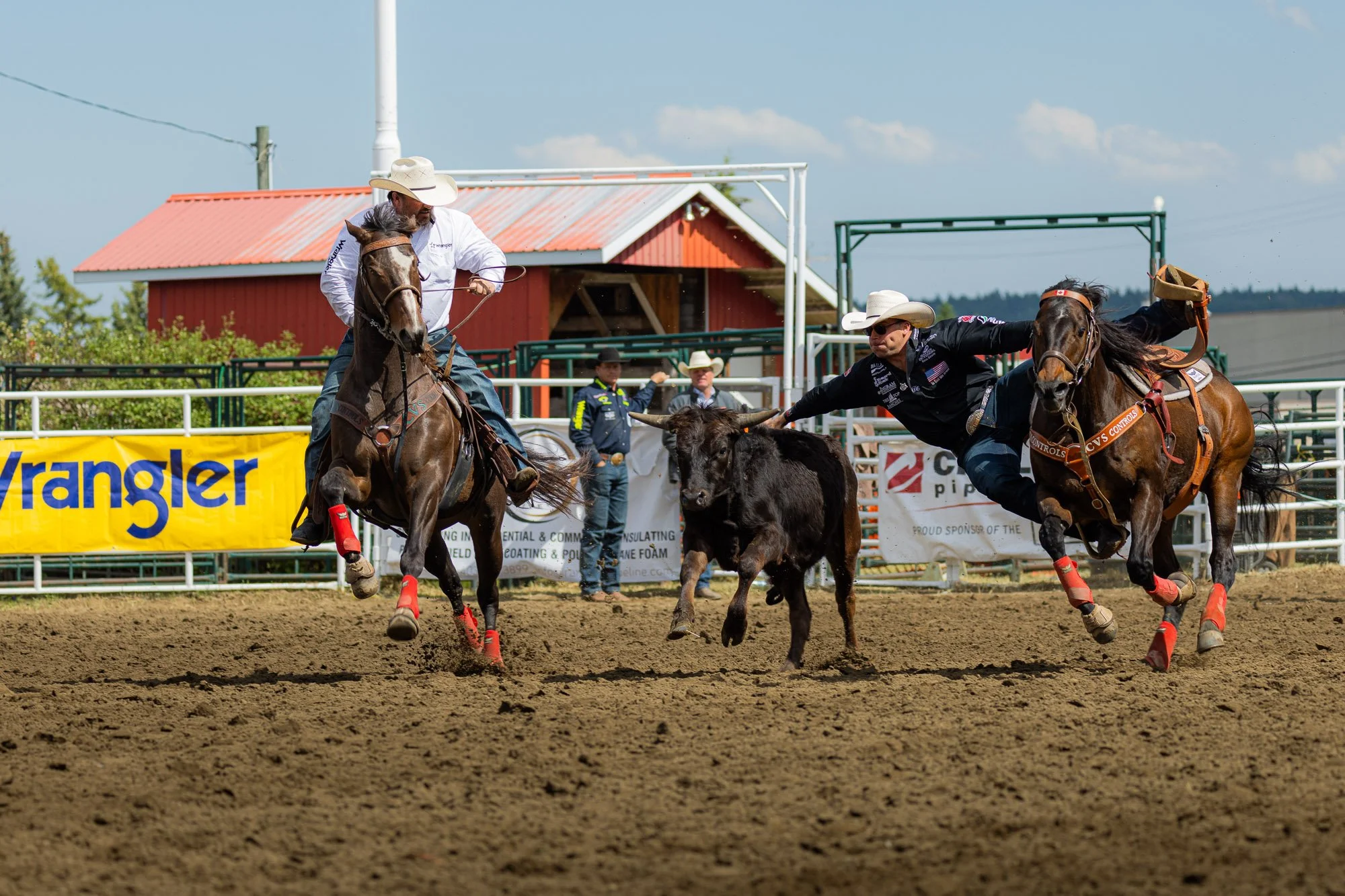 Rodeo_professional_BullDogging_Sundre_2.jpg