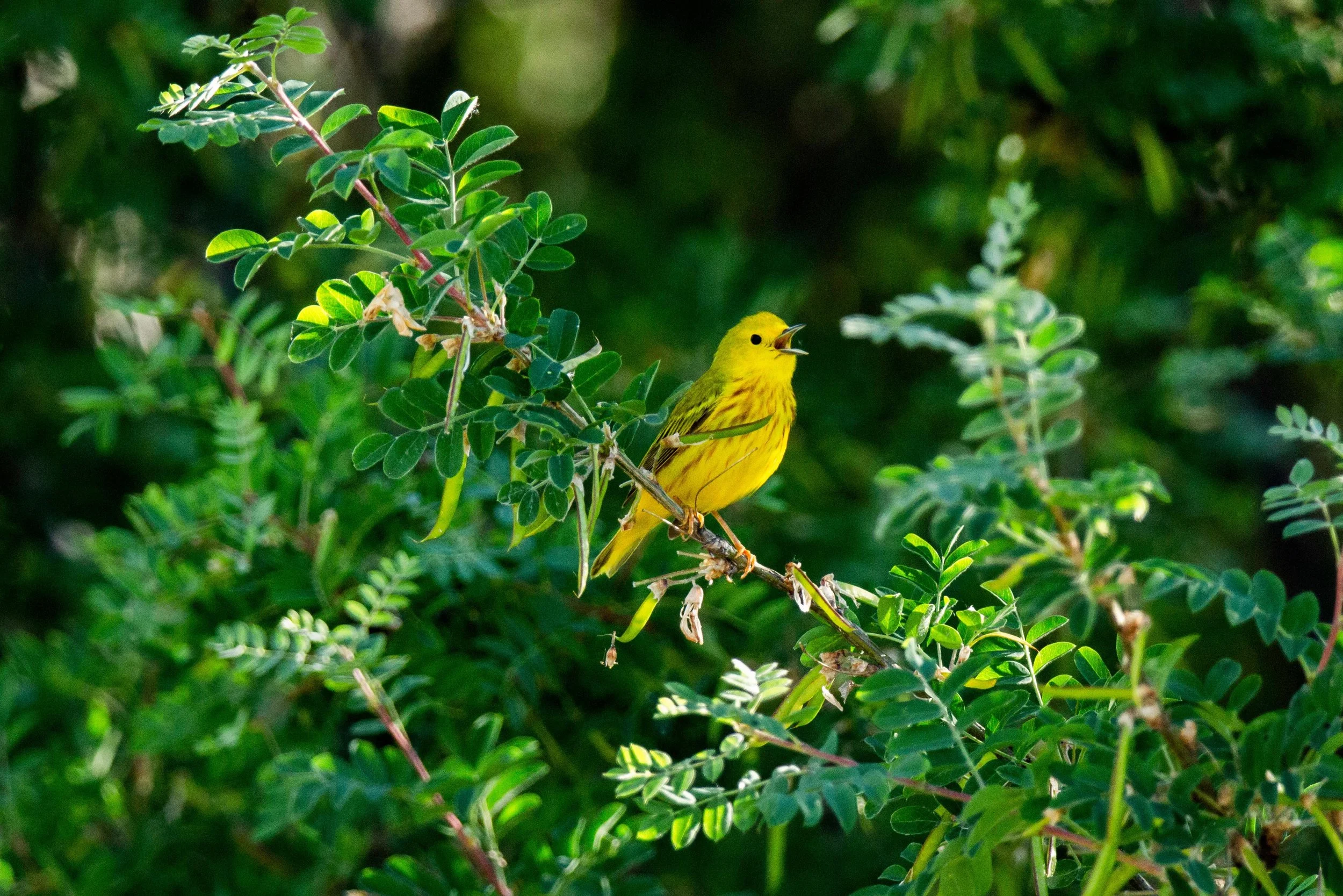 Yellow warbler.jpg