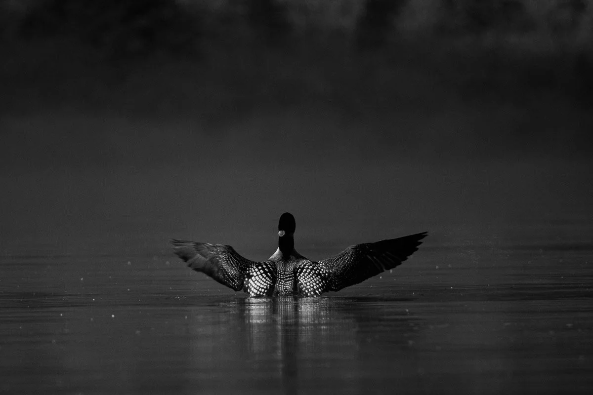 Loon_wings.jpg