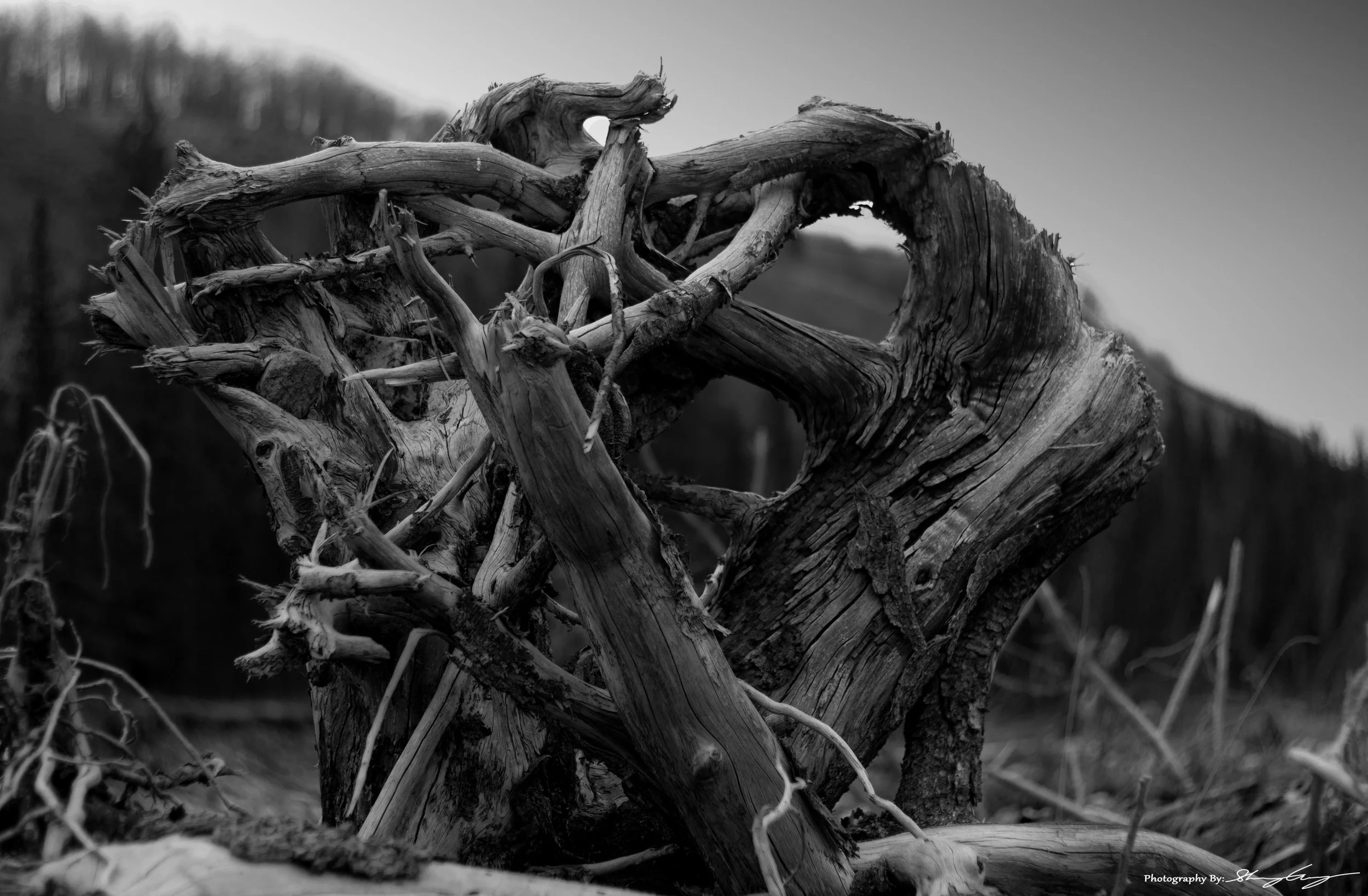 Deadwood.jpg