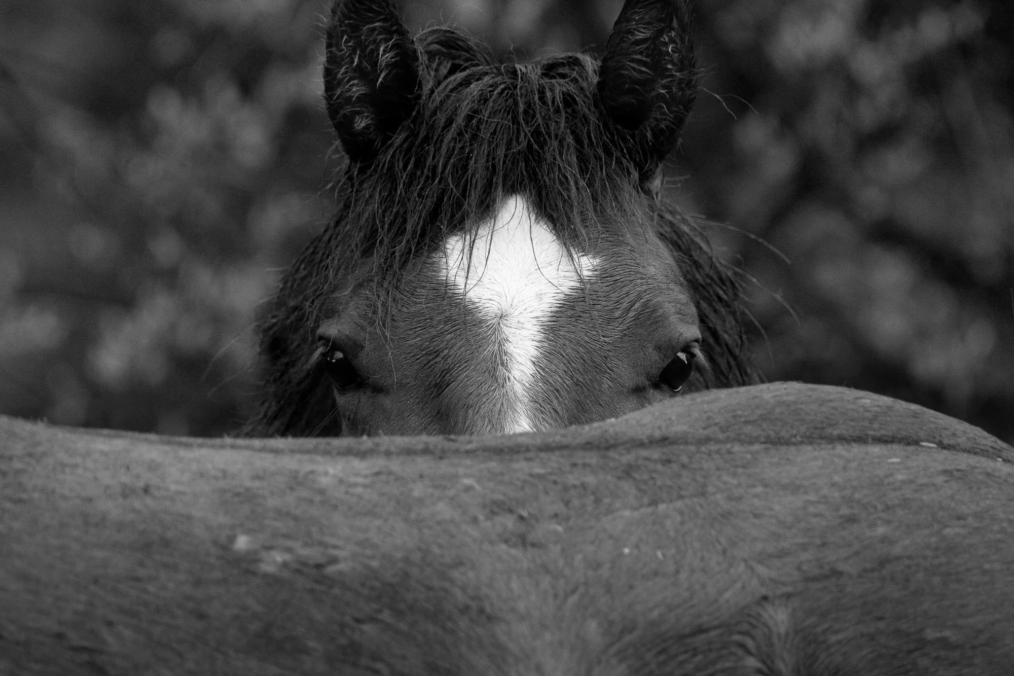 Wild_Horse_Peak_a_Boo.jpg