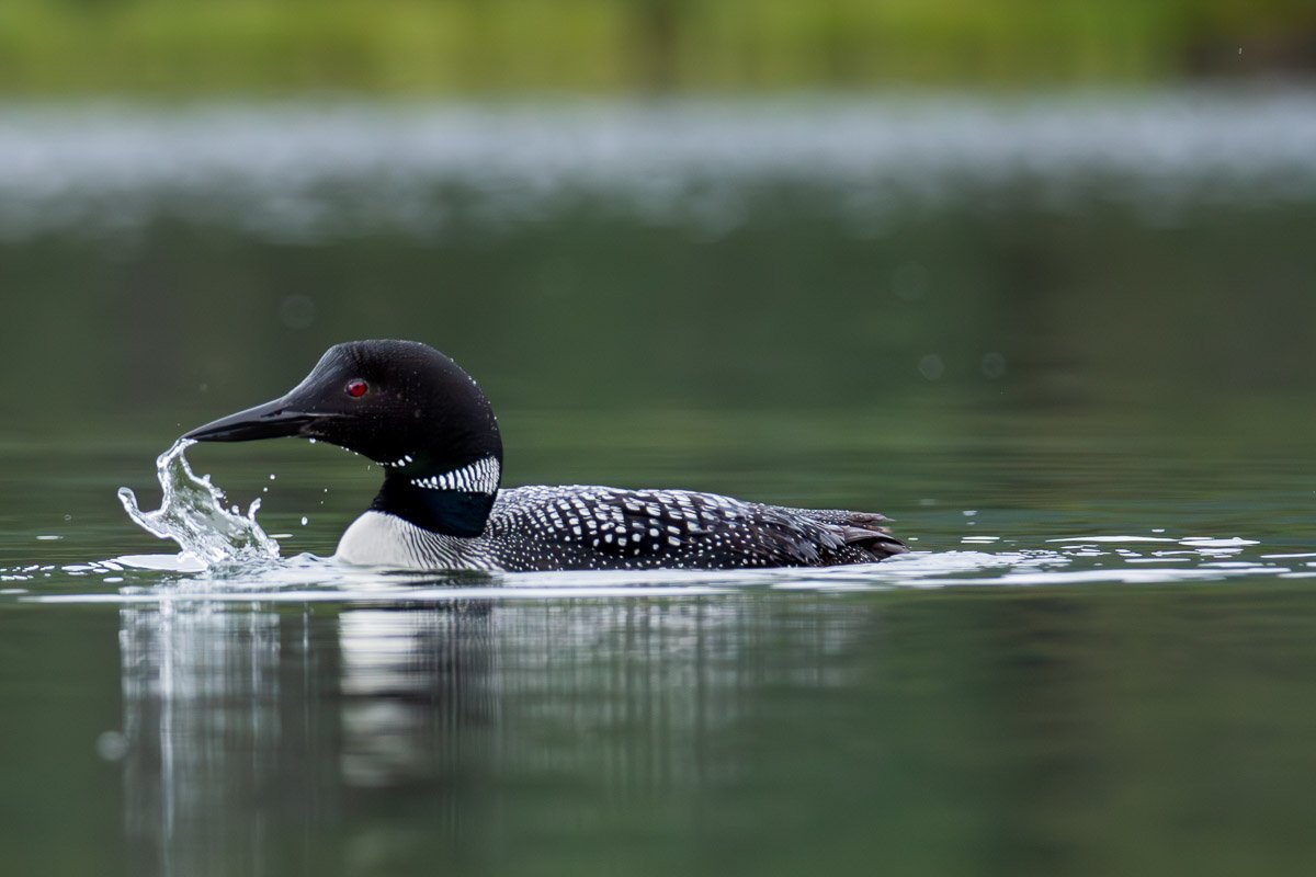 Loon.jpg