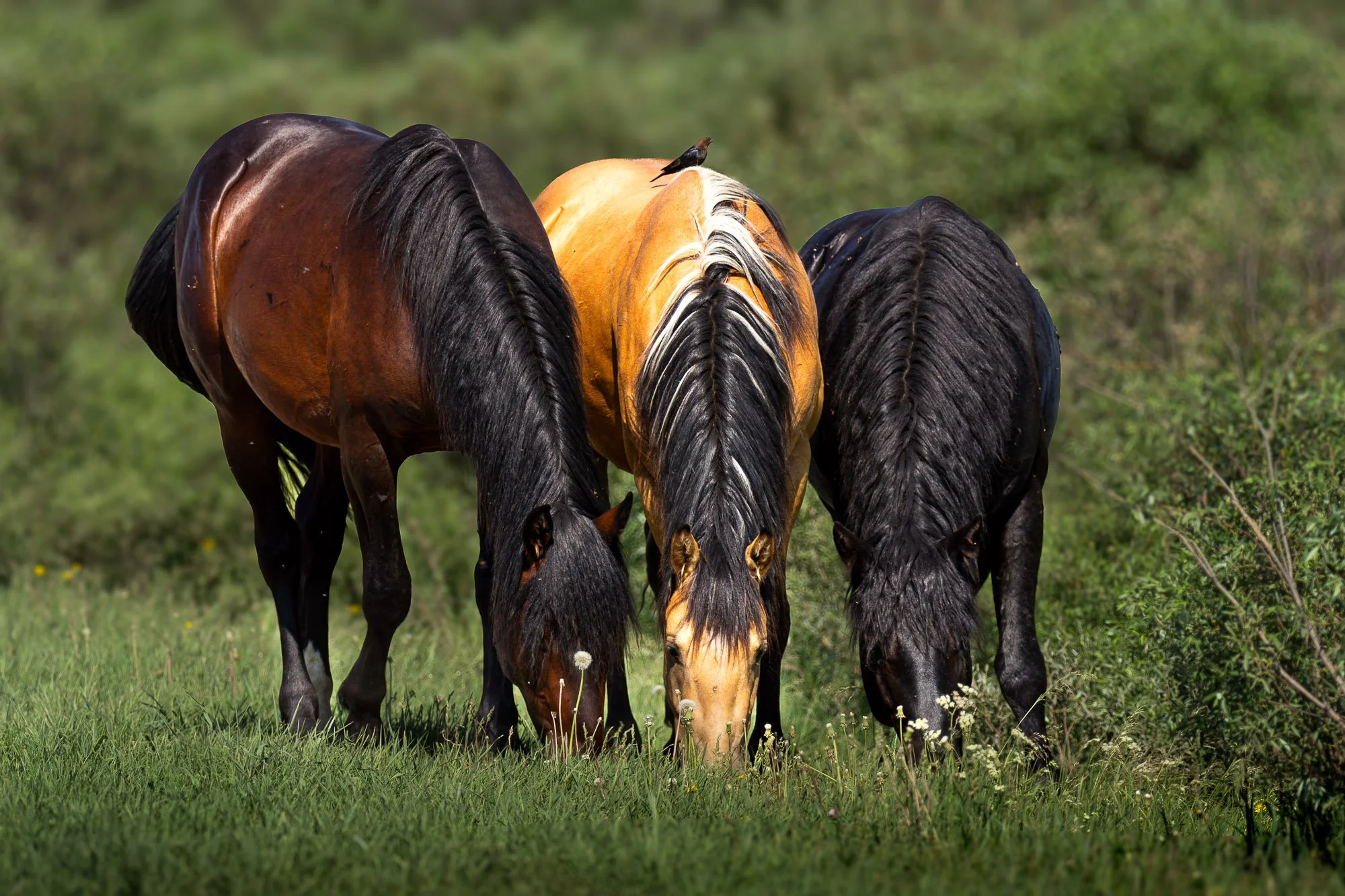 Wild  Horses Bachelor Herd.jpg