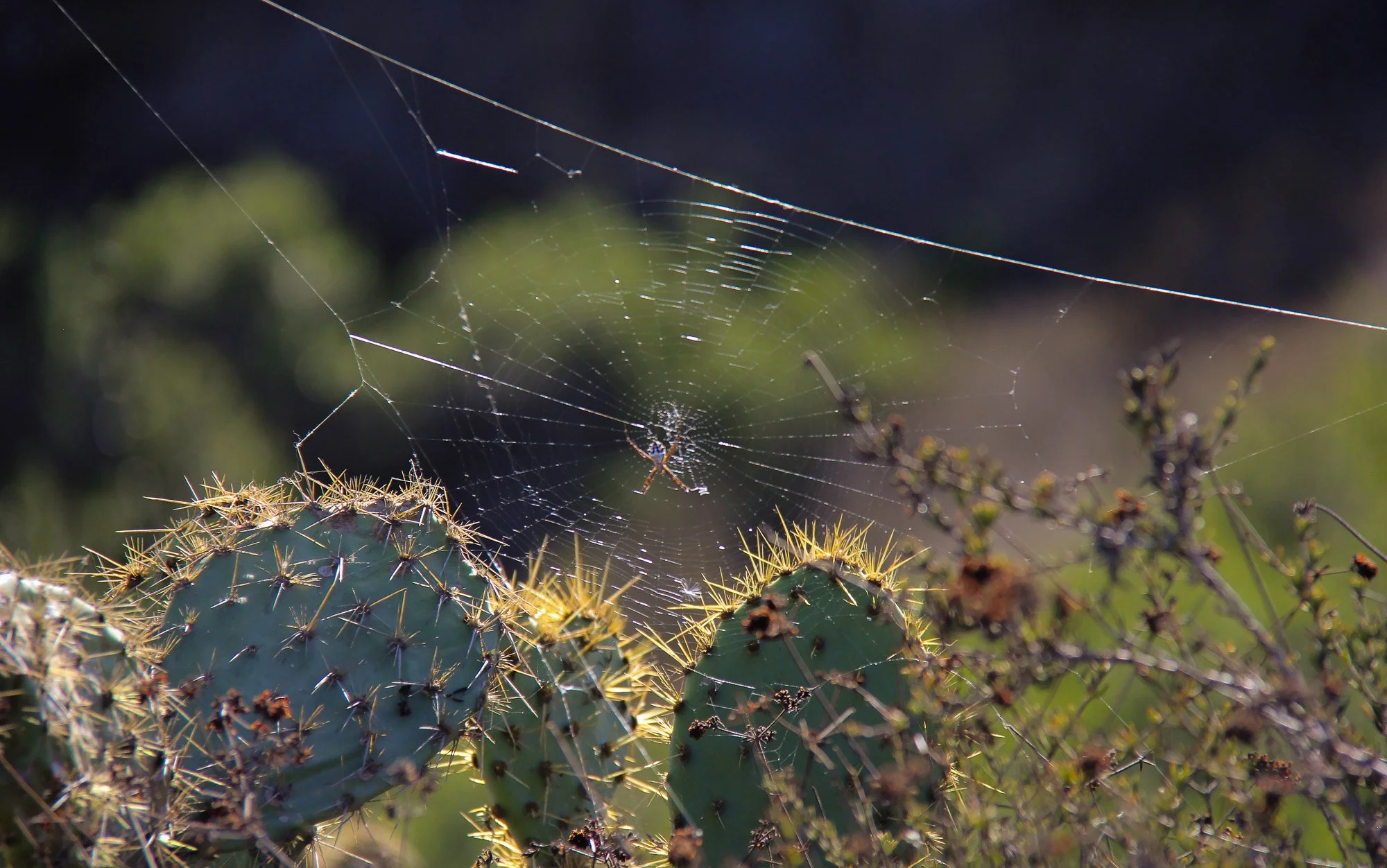 Spider and Web.jpg