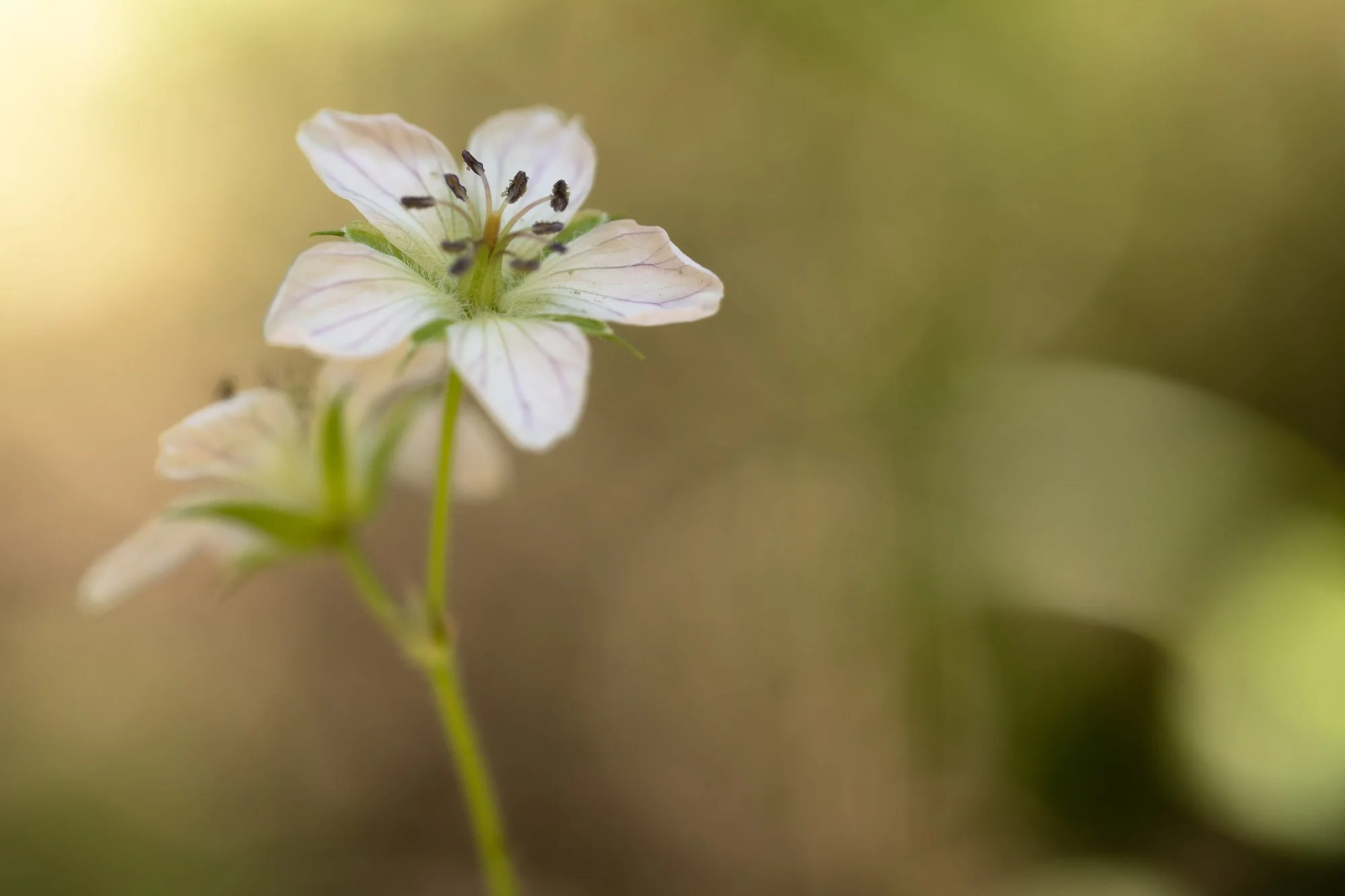 Macro_White_Flower.jpg