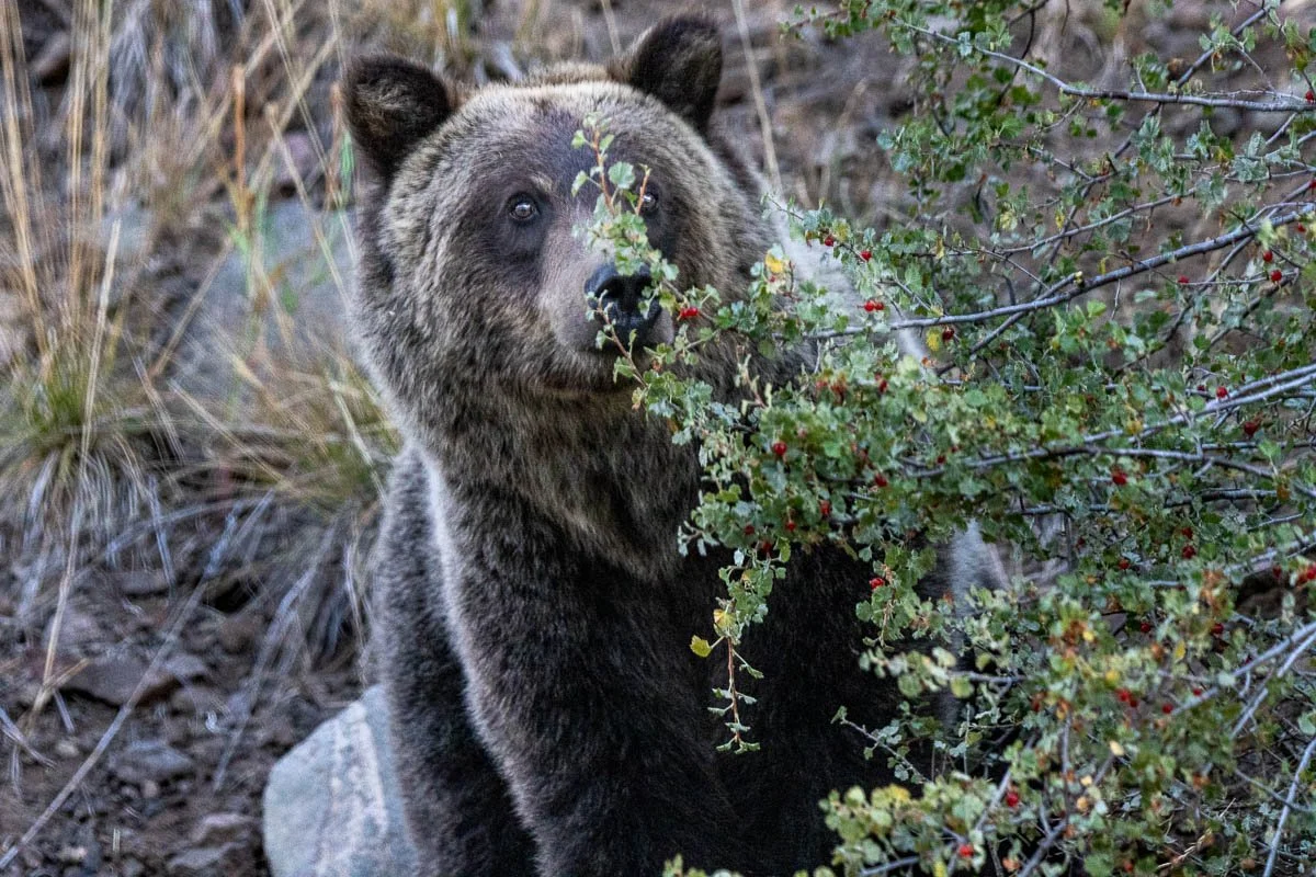 Grizzly_eating_berries_2_FB.jpg